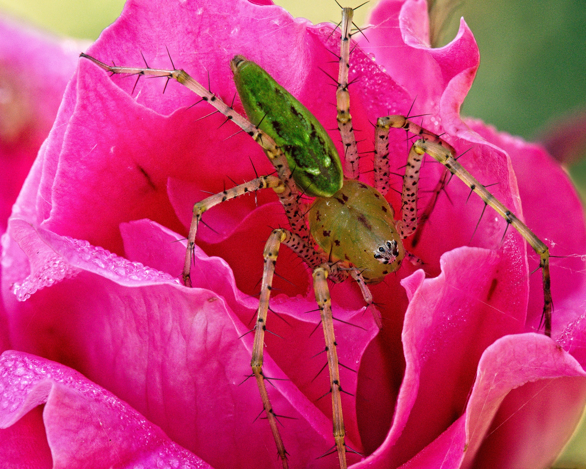 Green Lynx Spider