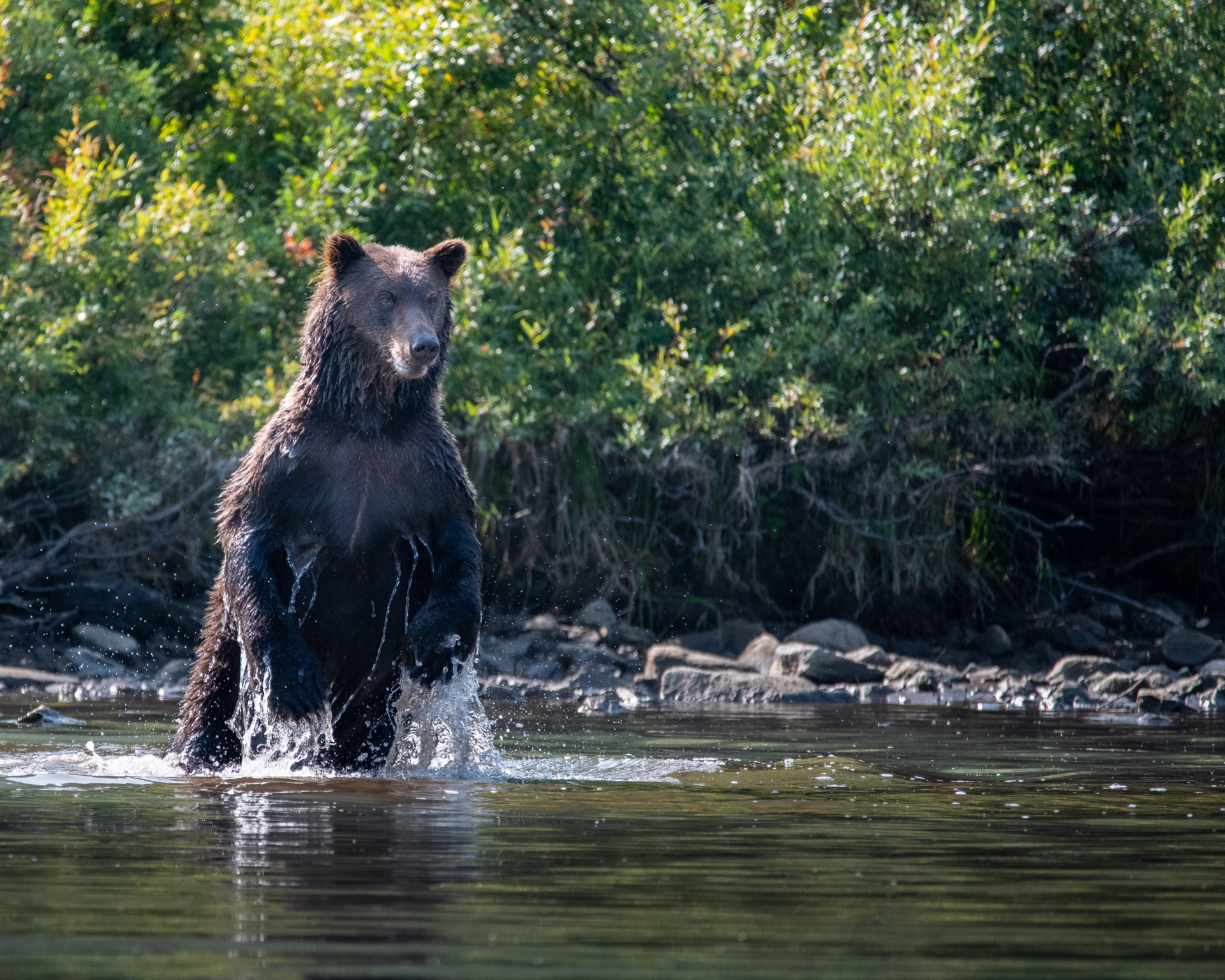 Bear Bath