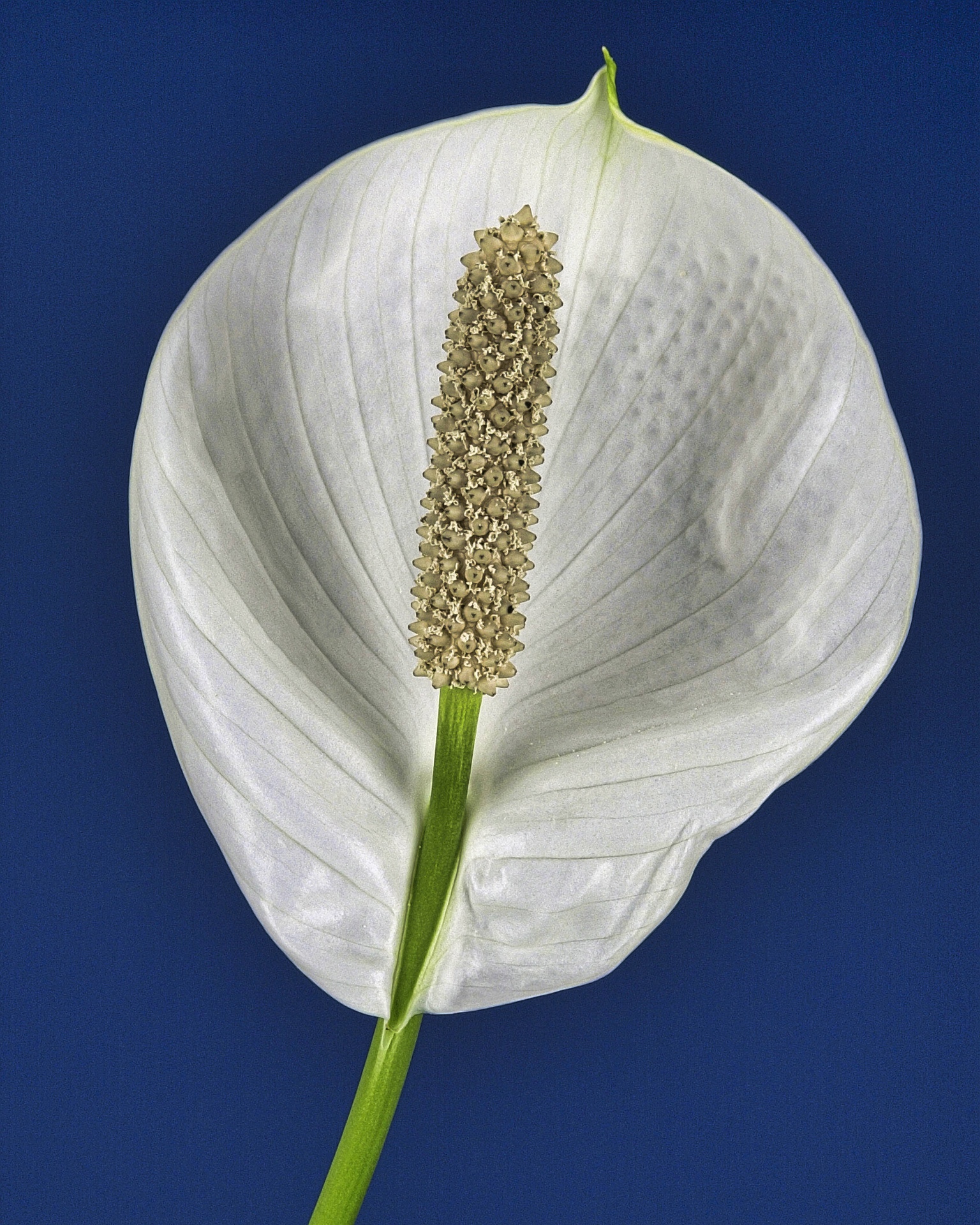 Peace Lily