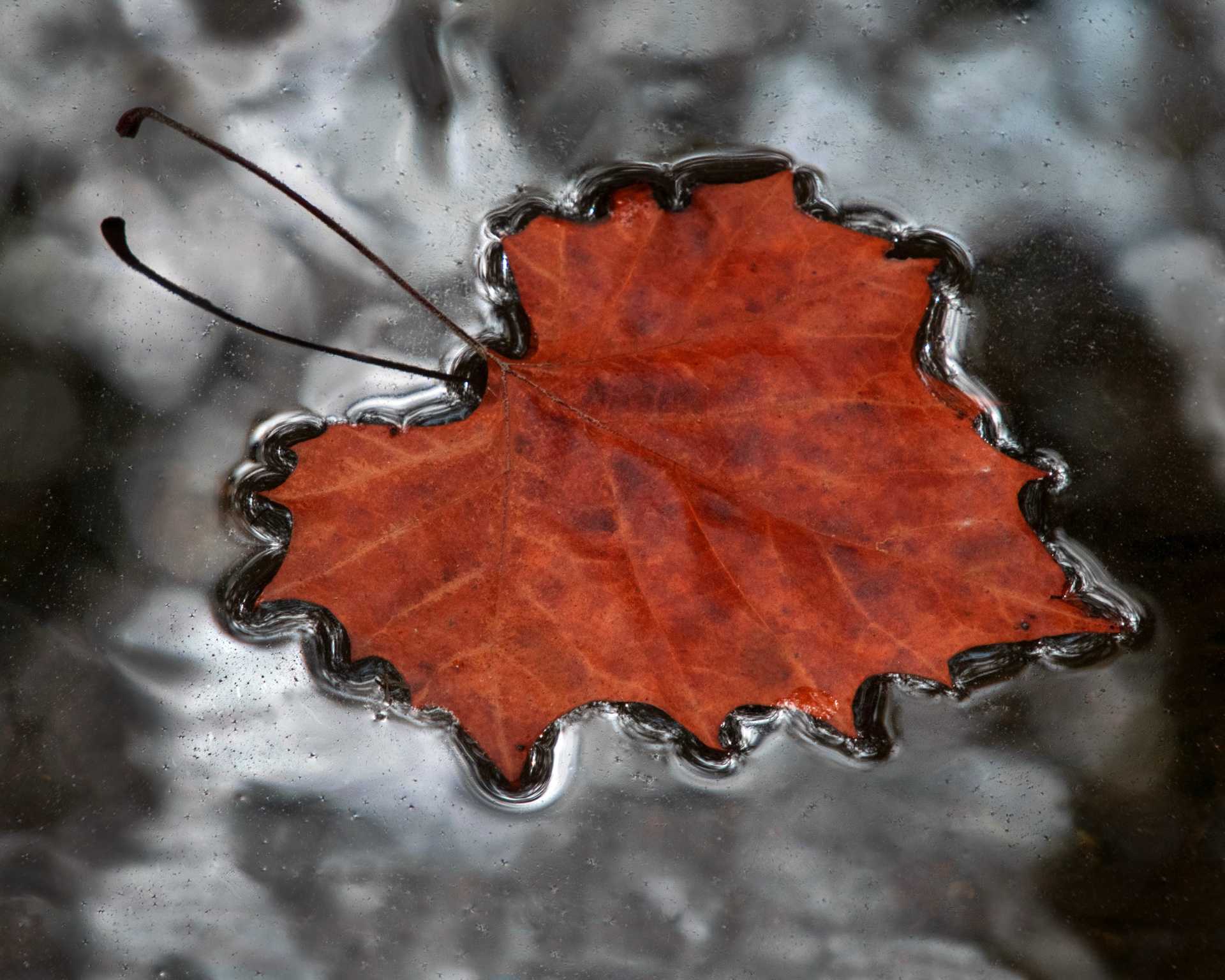 Lone Leaf