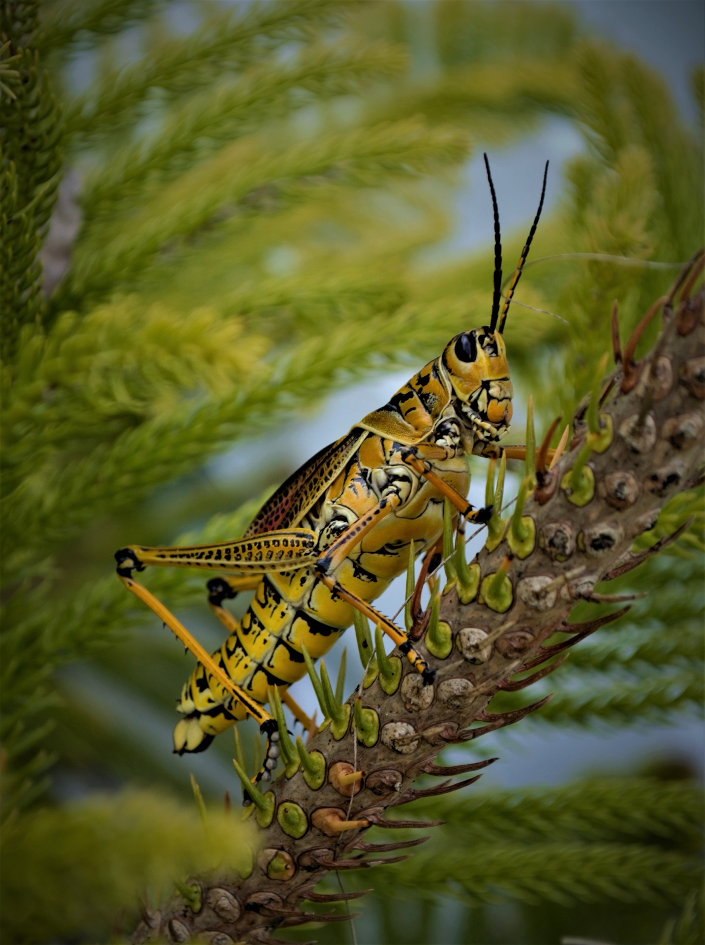 big yollow hopper
