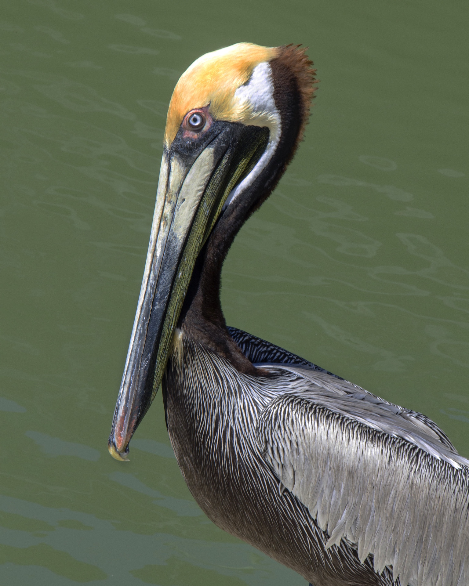 Resting Pelican