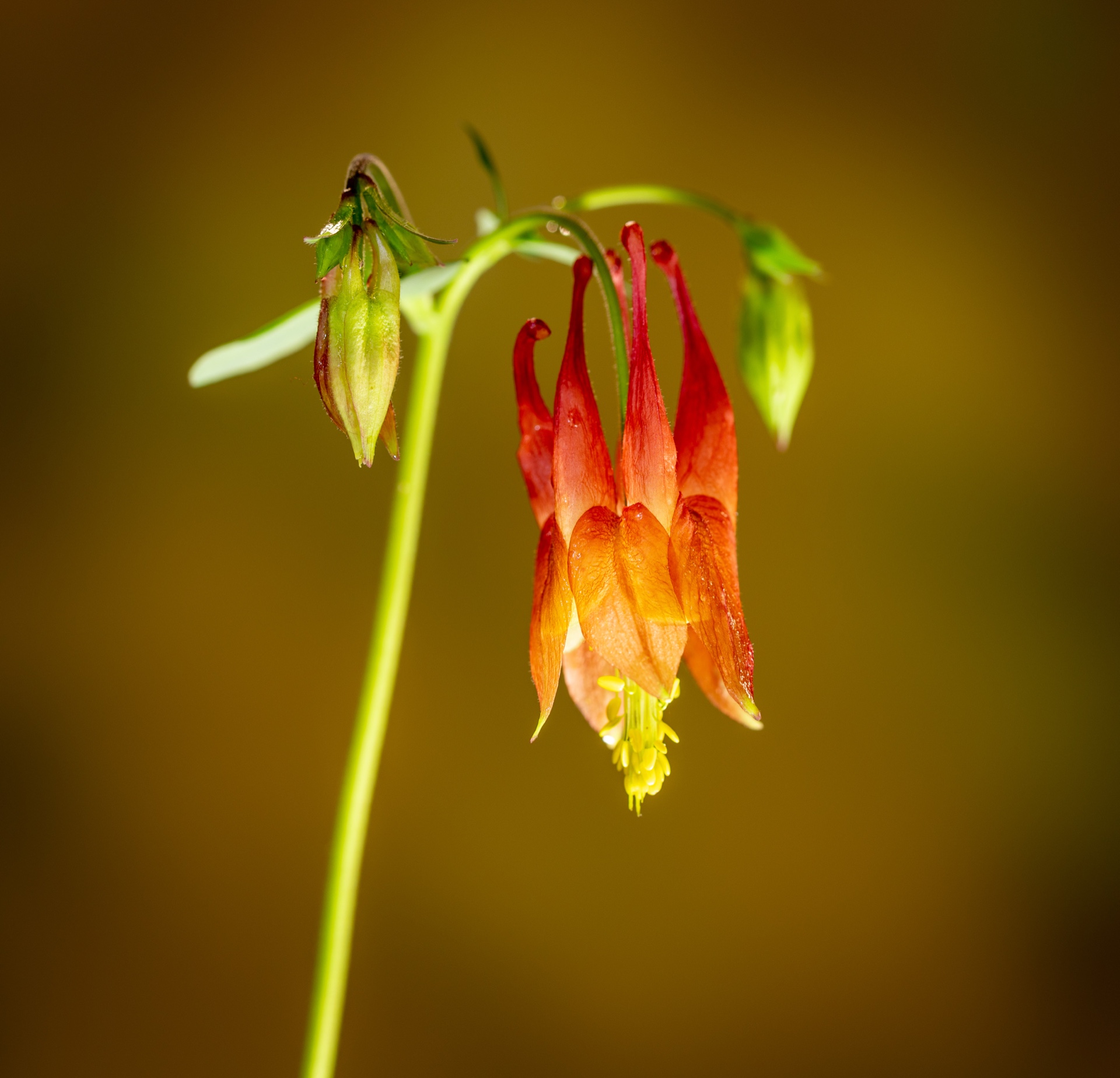 Columbine