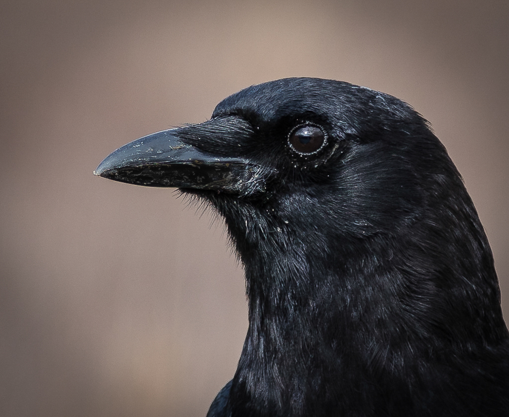 Edgar the Crow