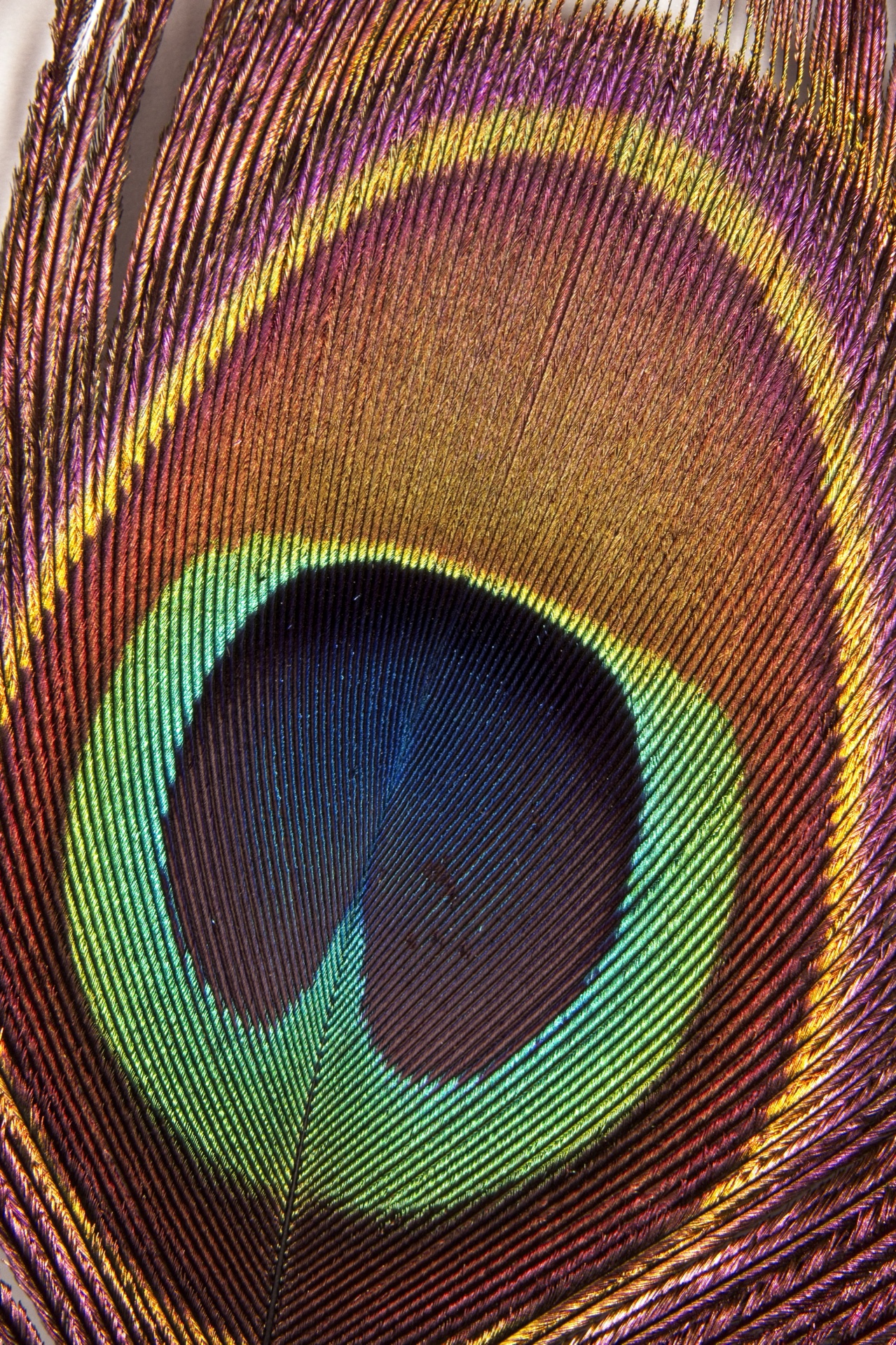 Eye of the Peacock