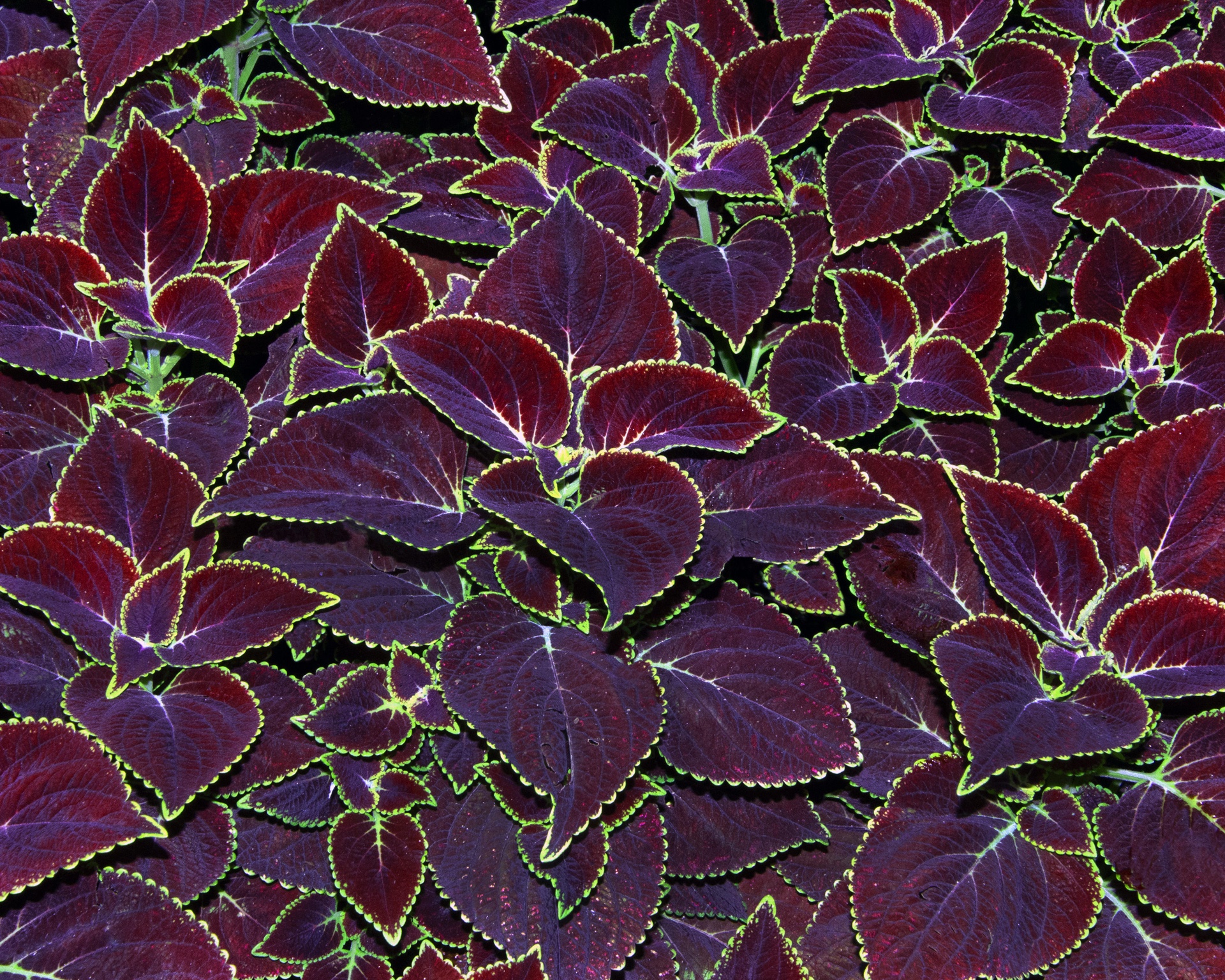 Copious Coleus