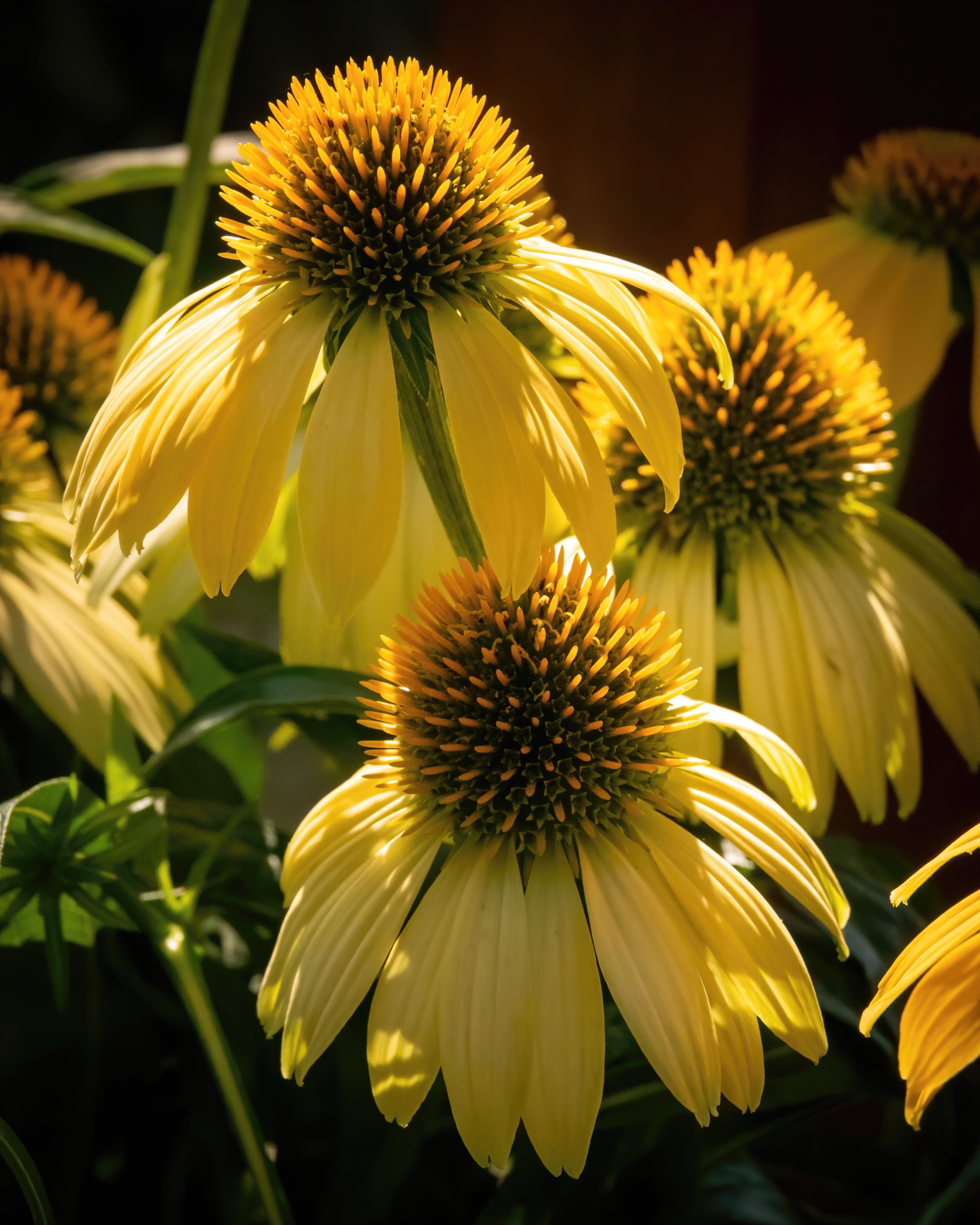 Cone Flower