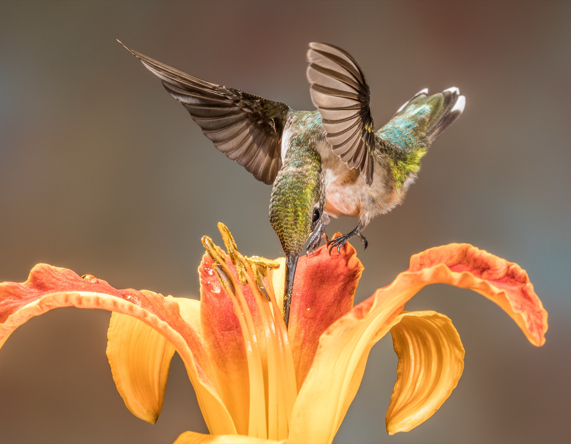 The Acrobat