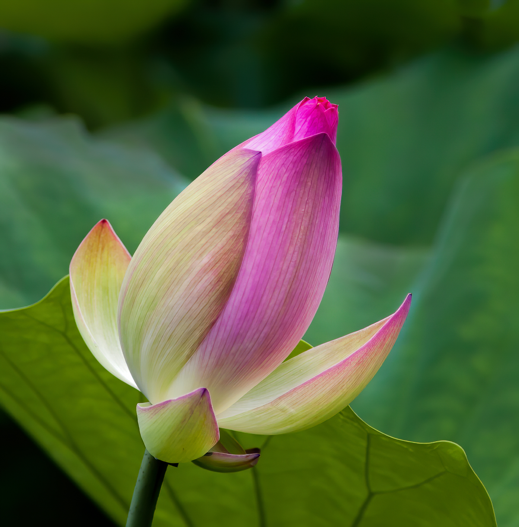 Waterlily