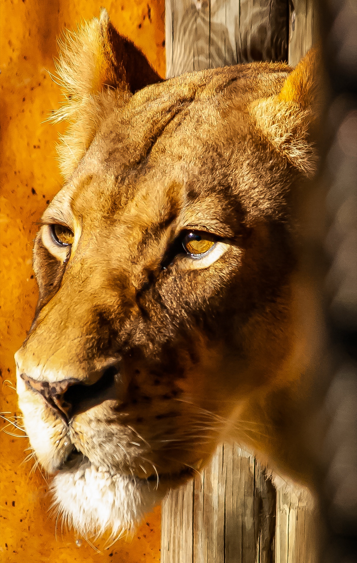 Pensive thoughts