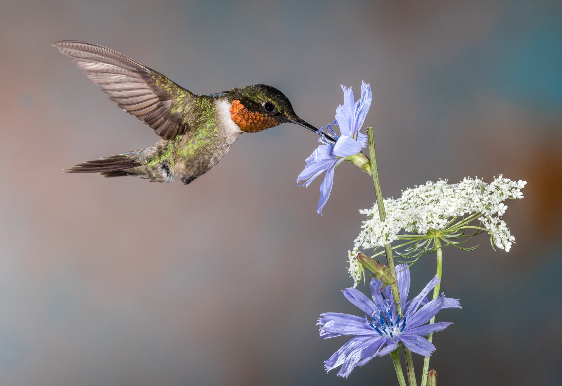 A taste of chickory