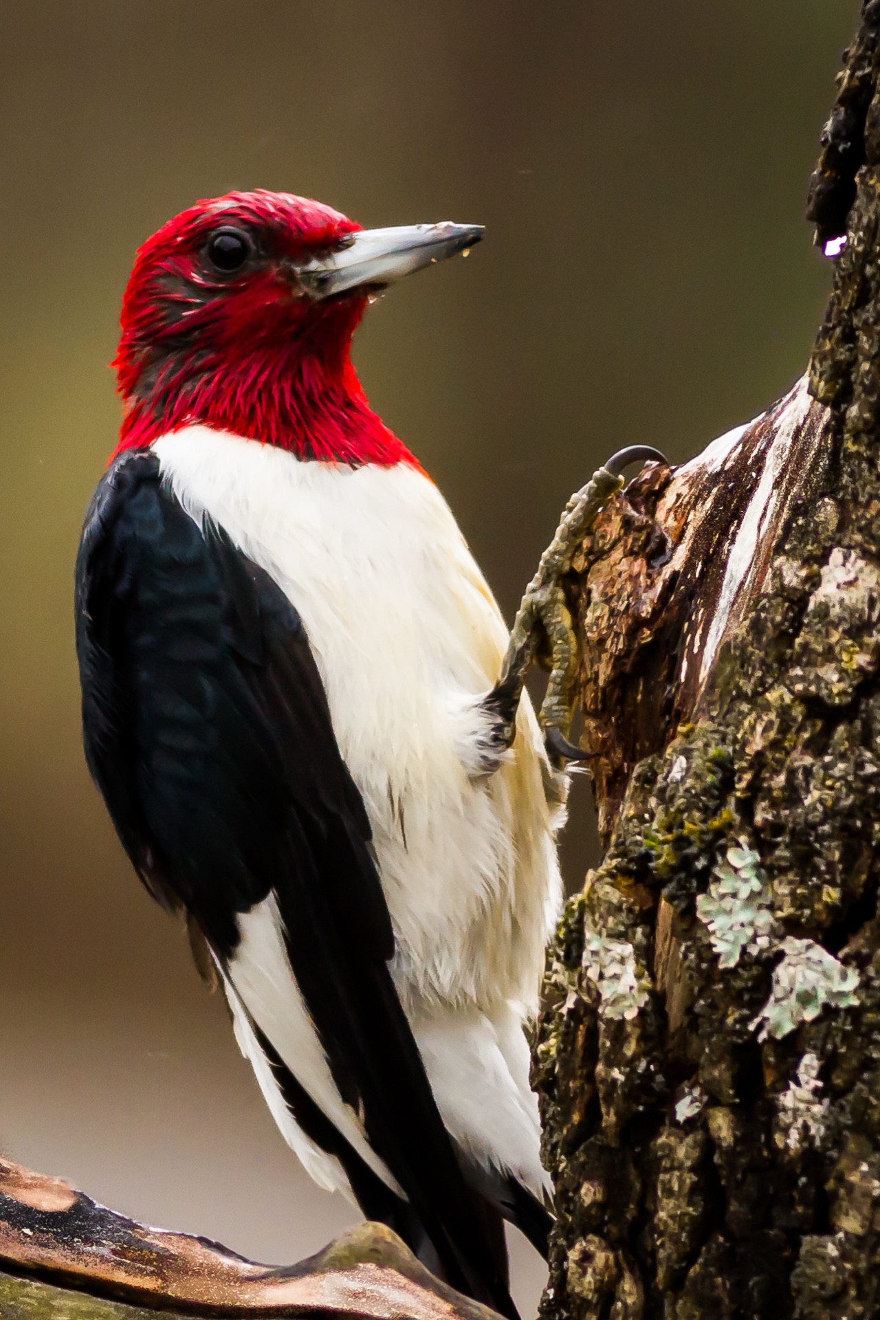 Red Headed Woodpecker-5275