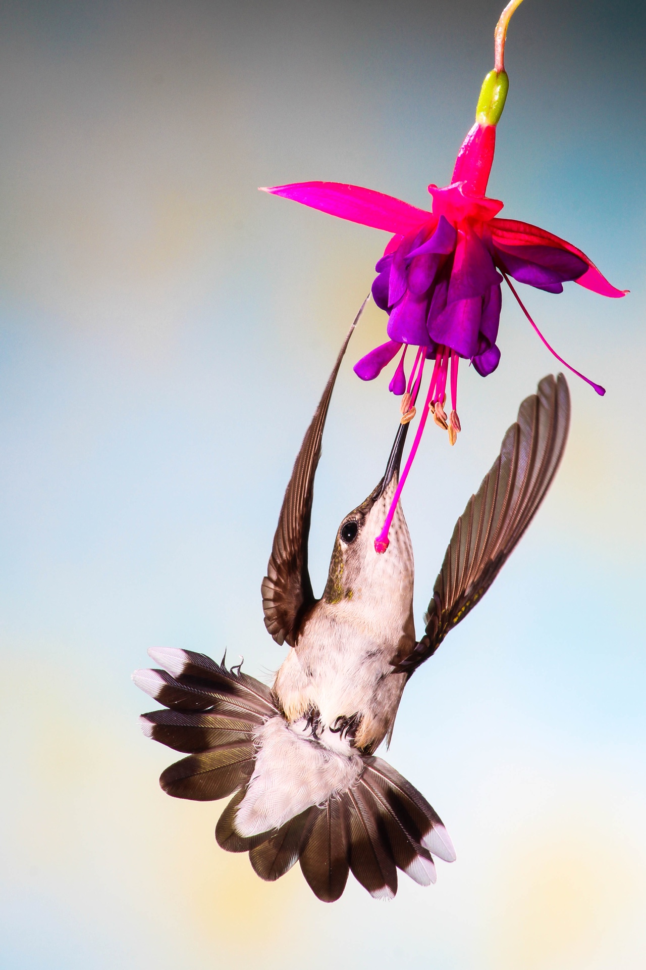 Hummer