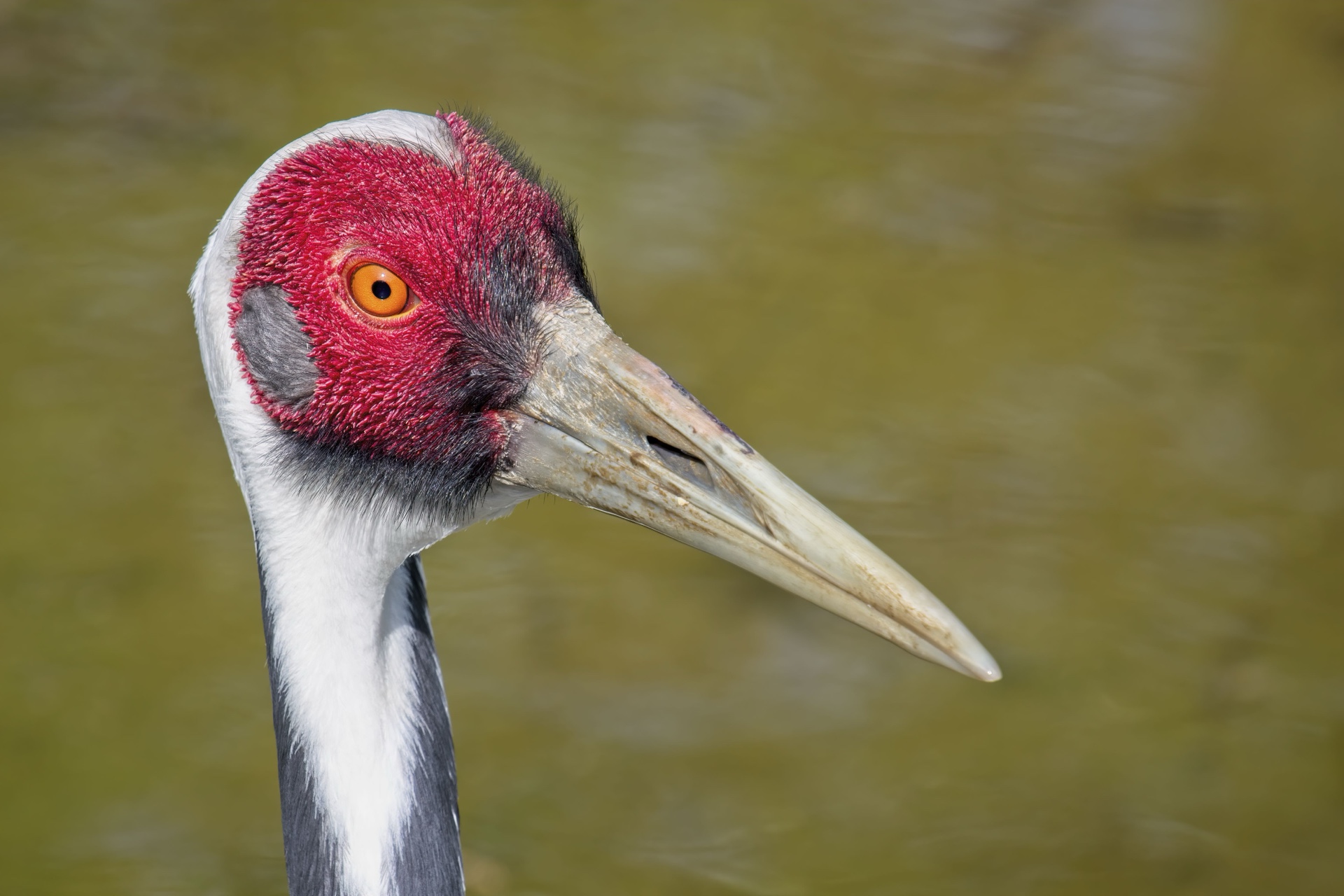 White naped Crane