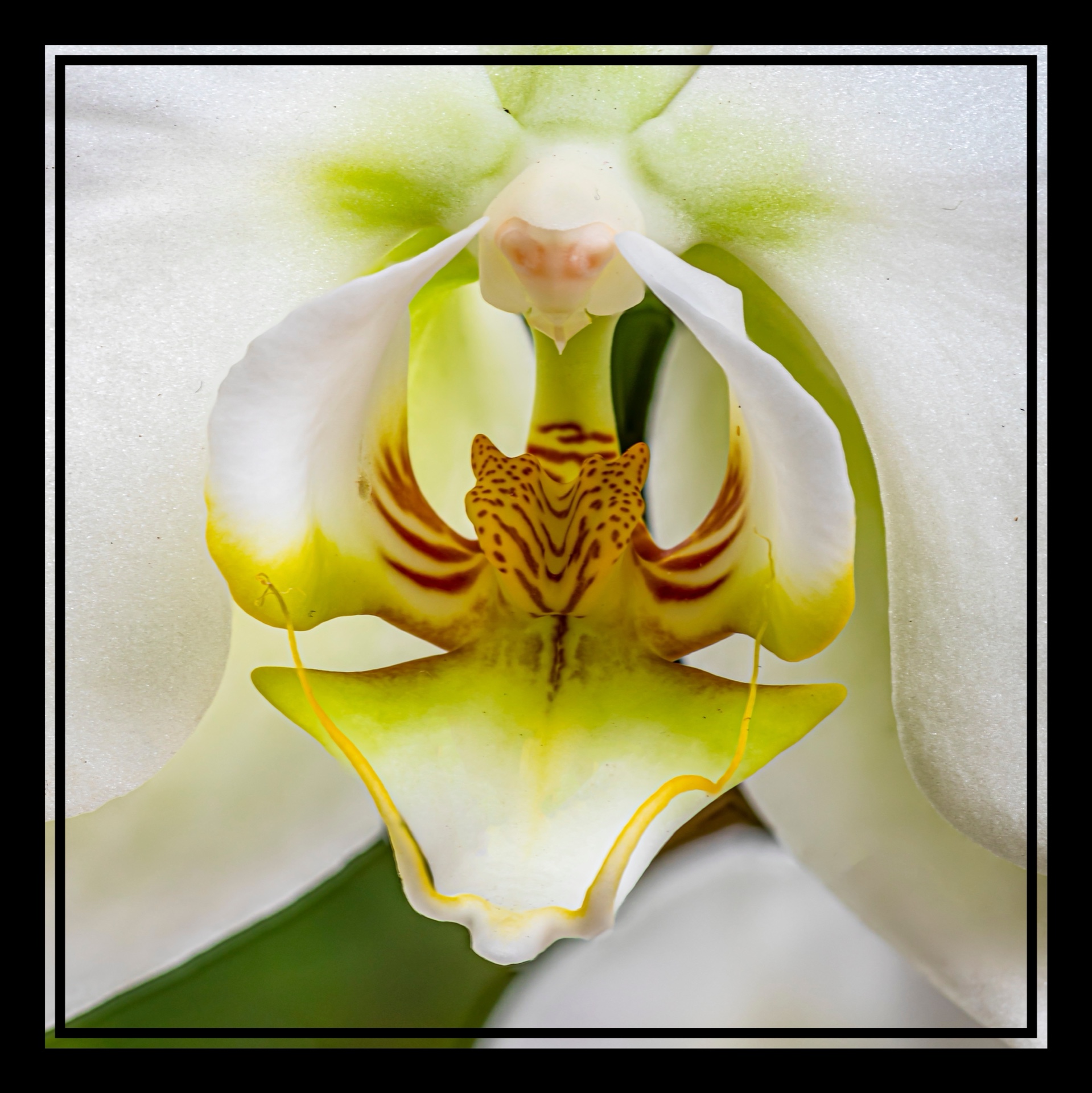 Center of Orchid