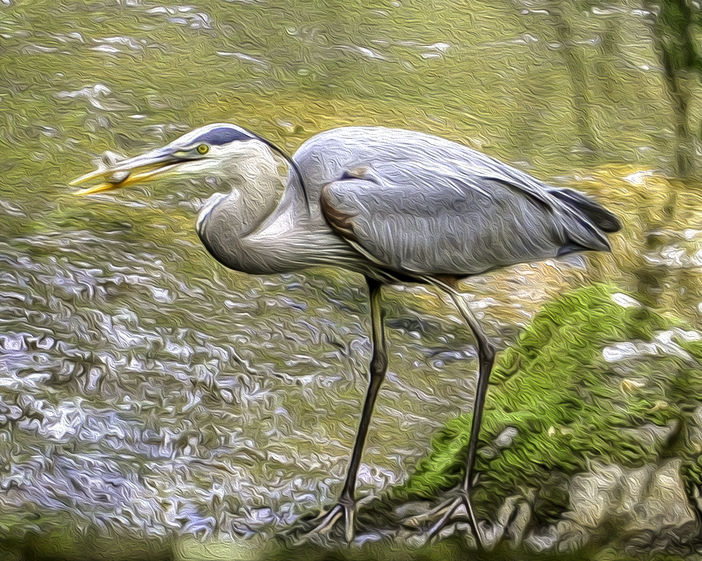 Heron in Oil