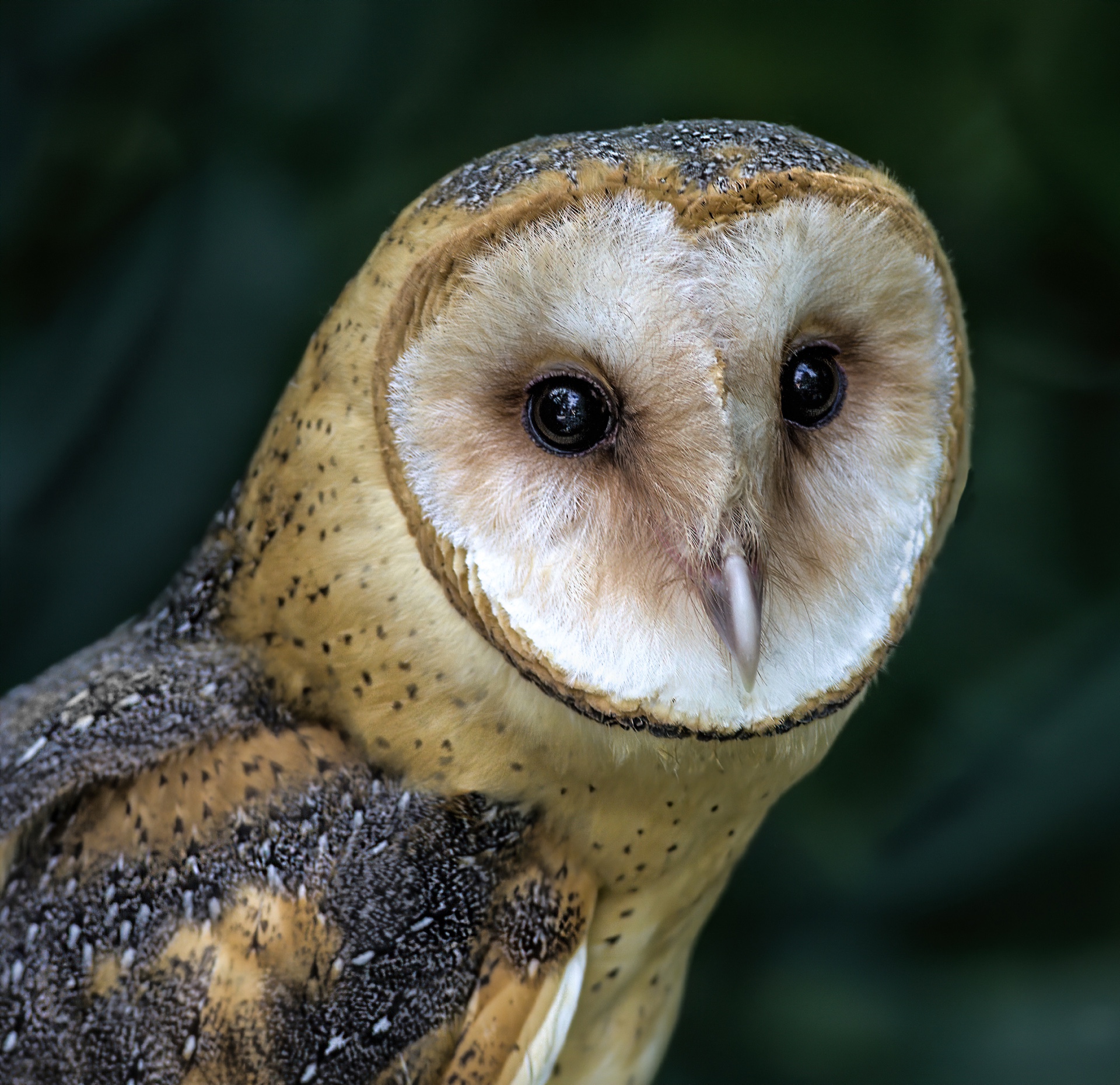 Here's Looking at You