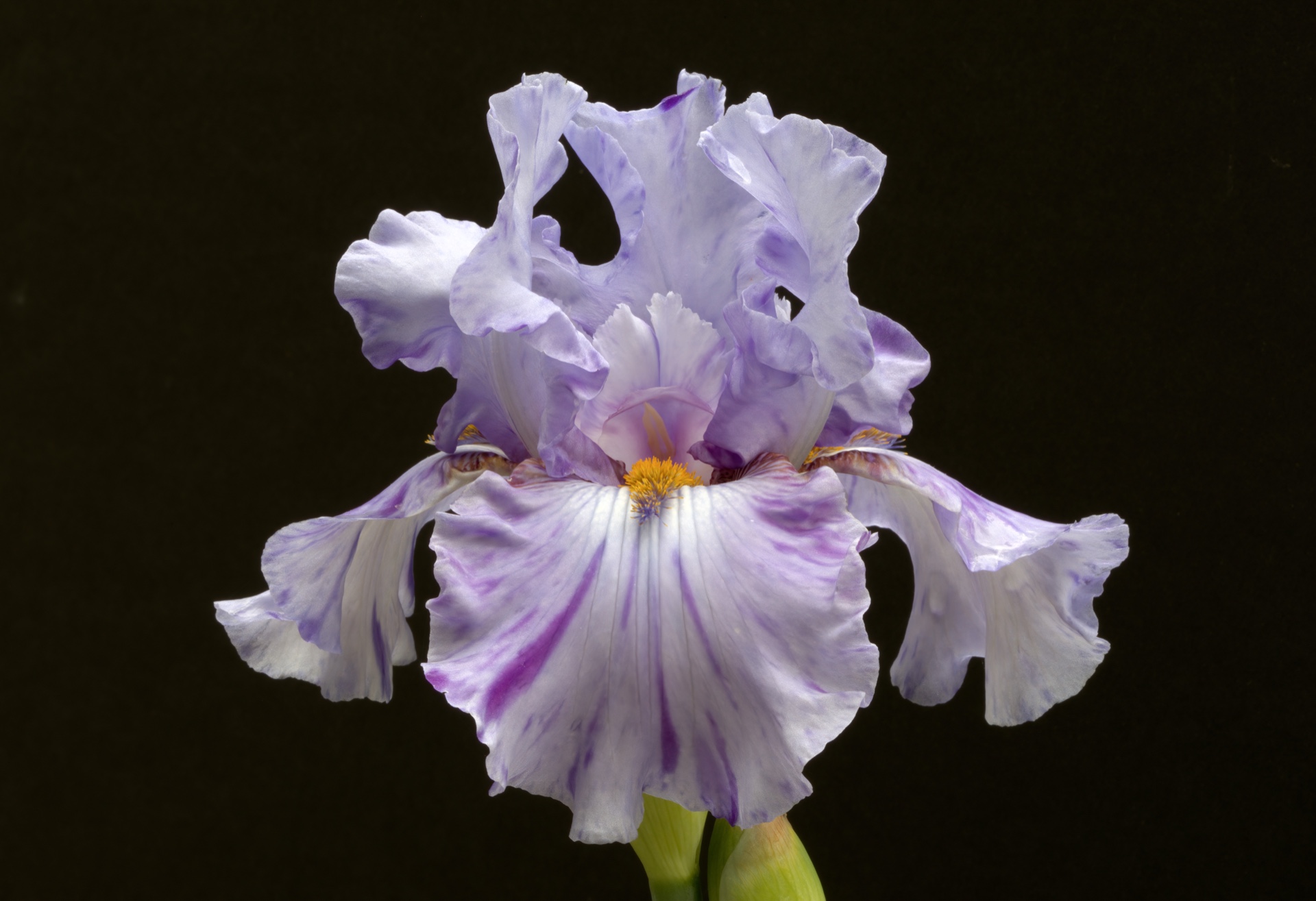 Purple Beauty