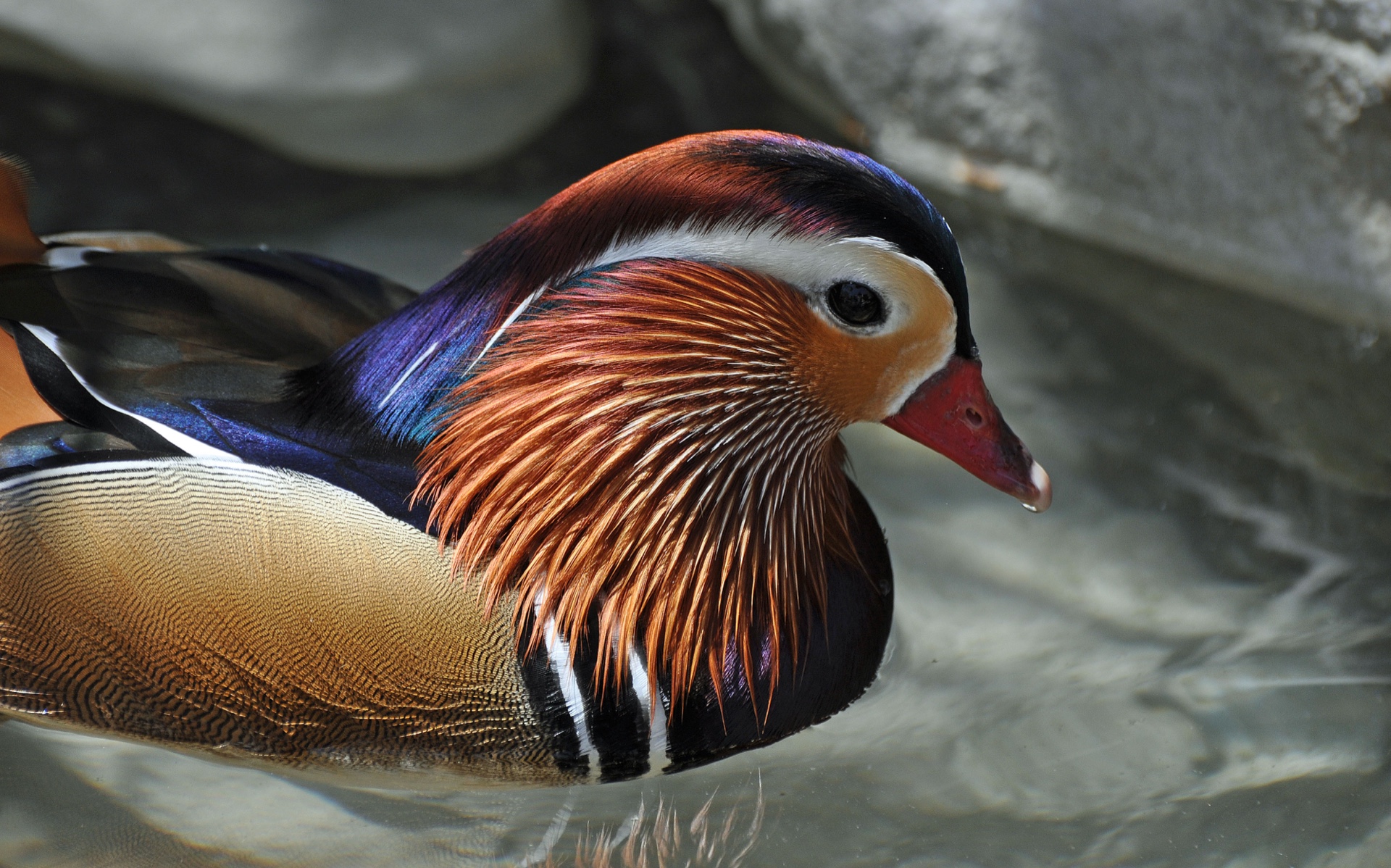 Colorful Wood Duck