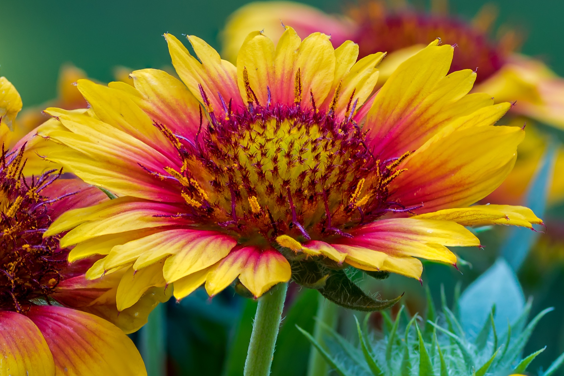 Arizona Sun Blanket Flower