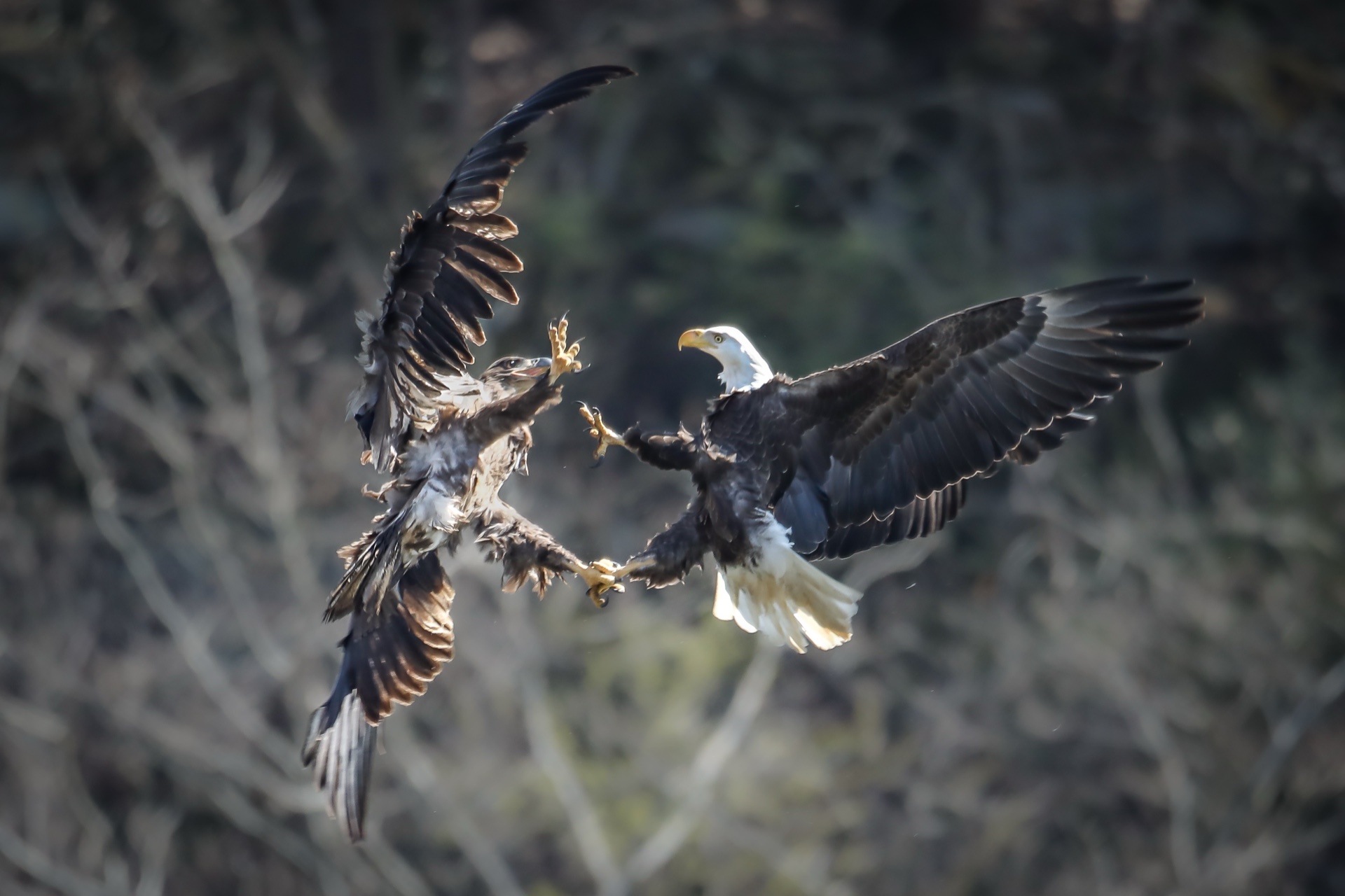 Eagle Fight
