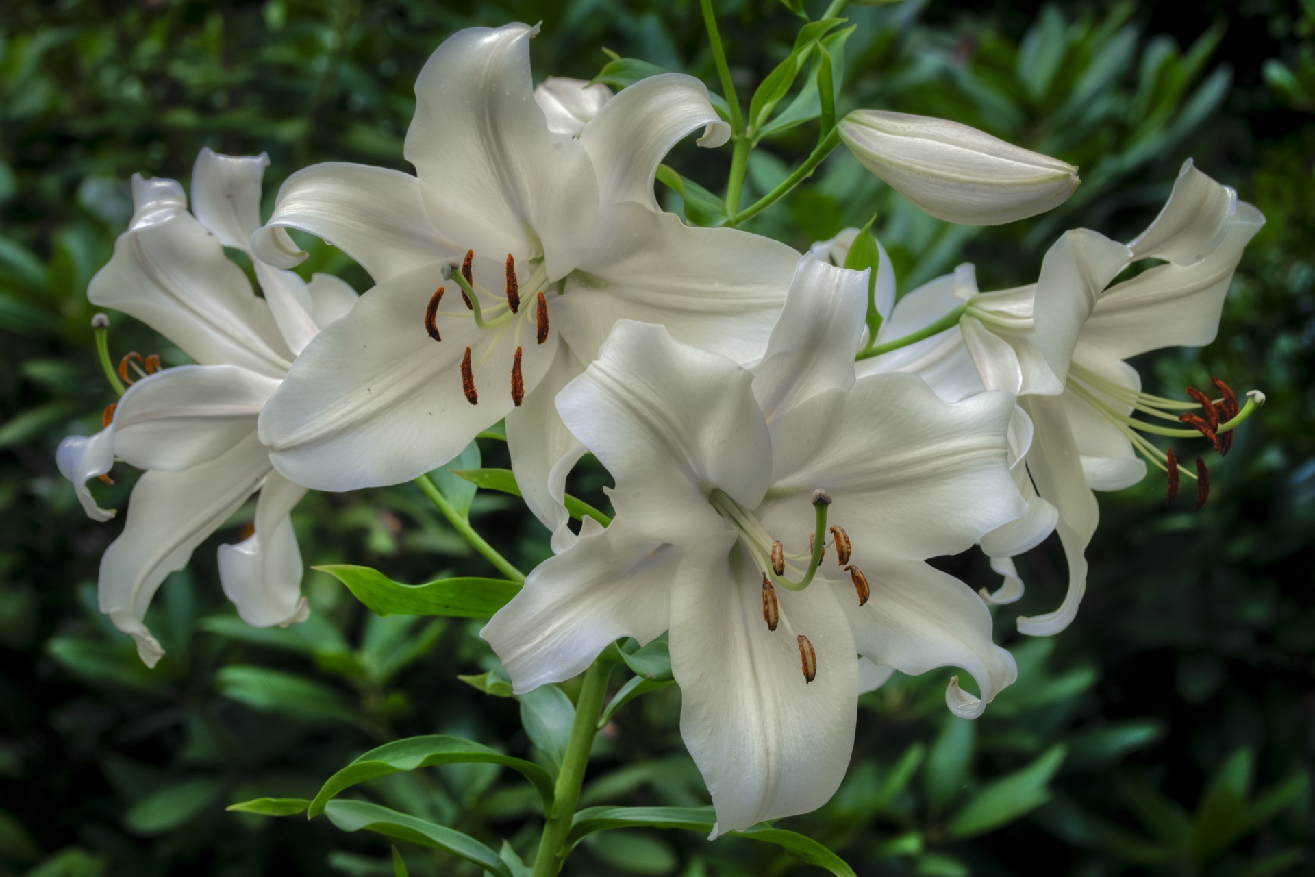 White Lillies