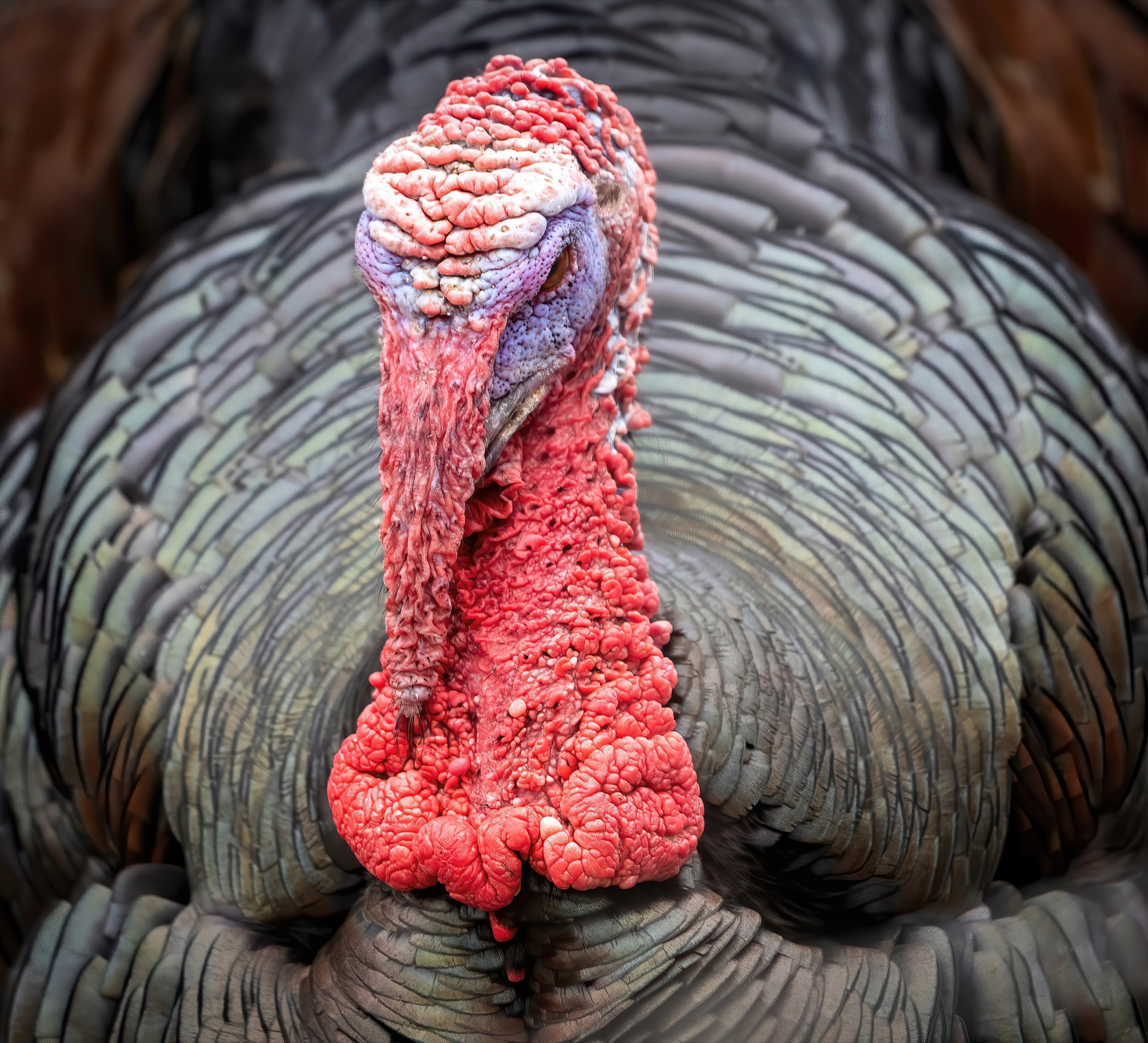 Gobble Gobble