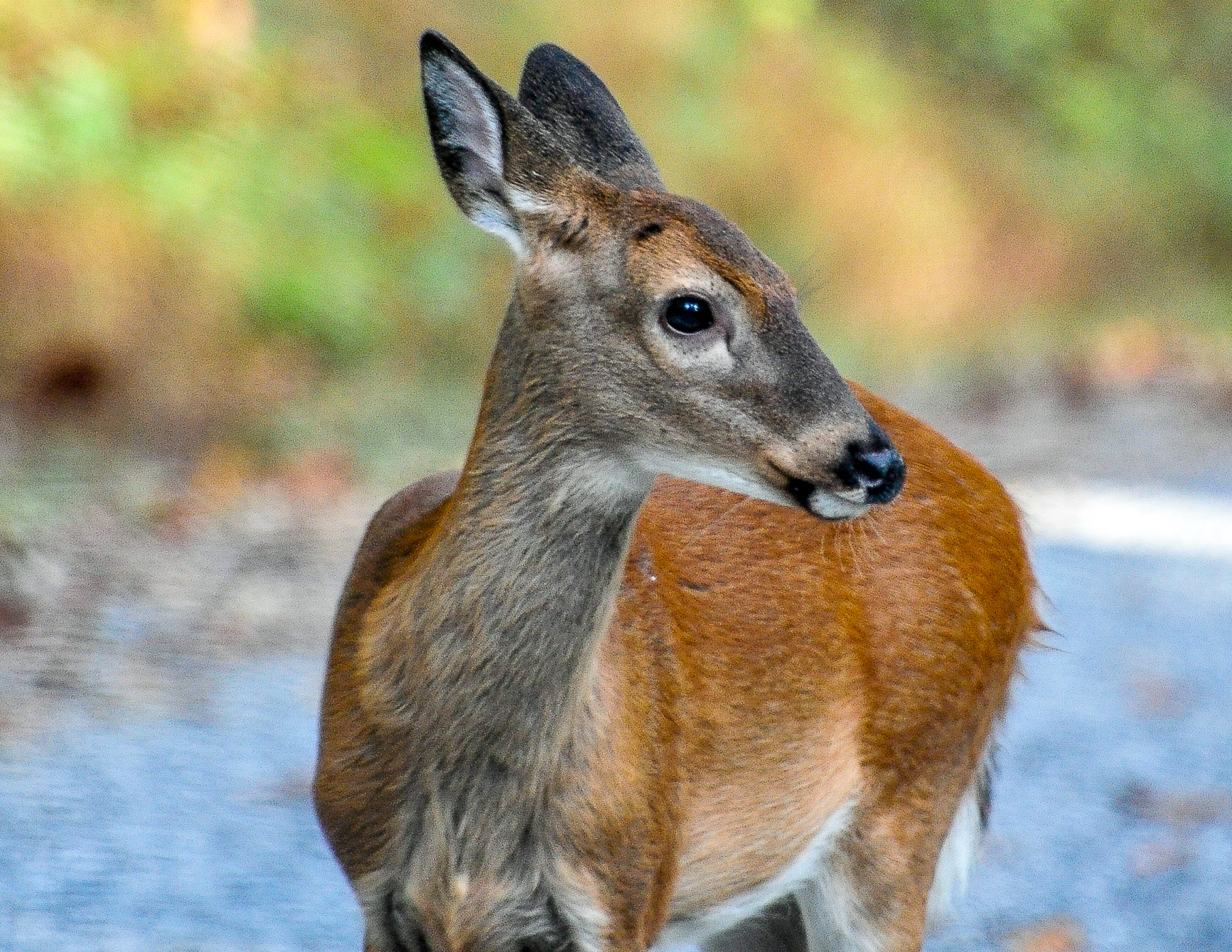 Young Deer