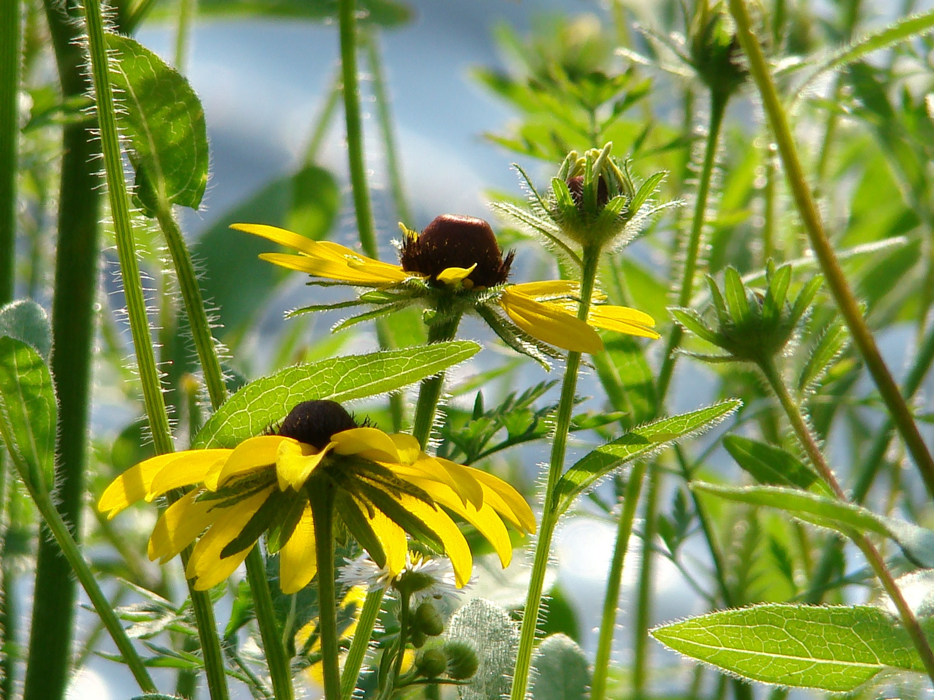 Hairy Wildflowers