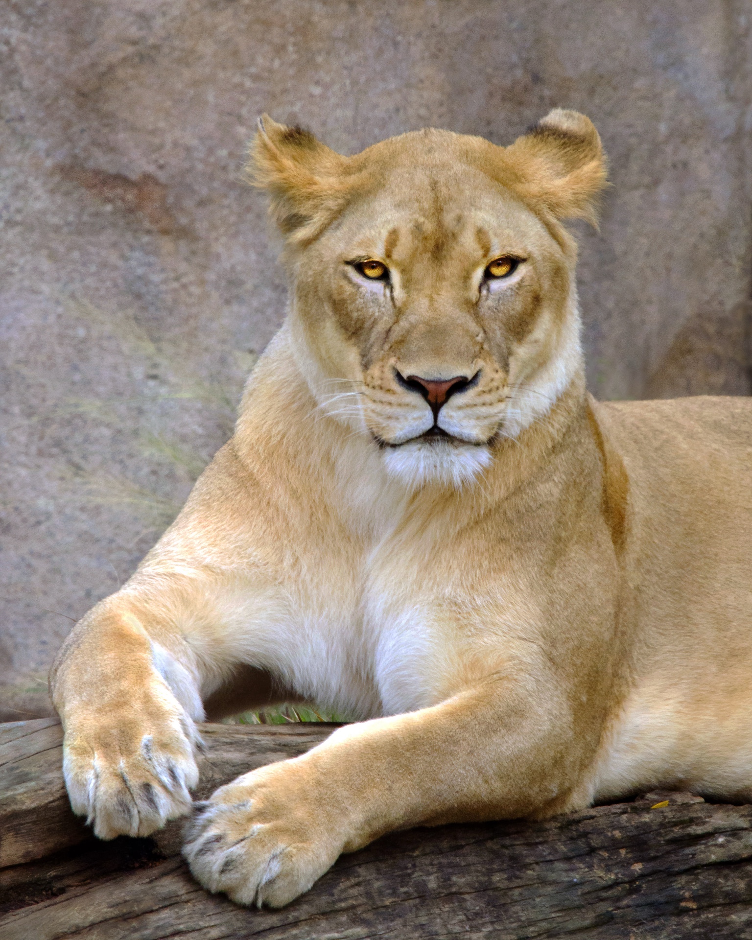 Lounging Lioness