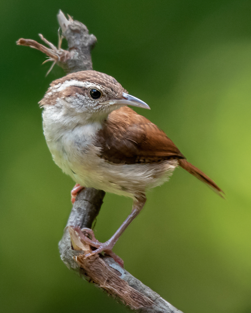 Carolina Wren