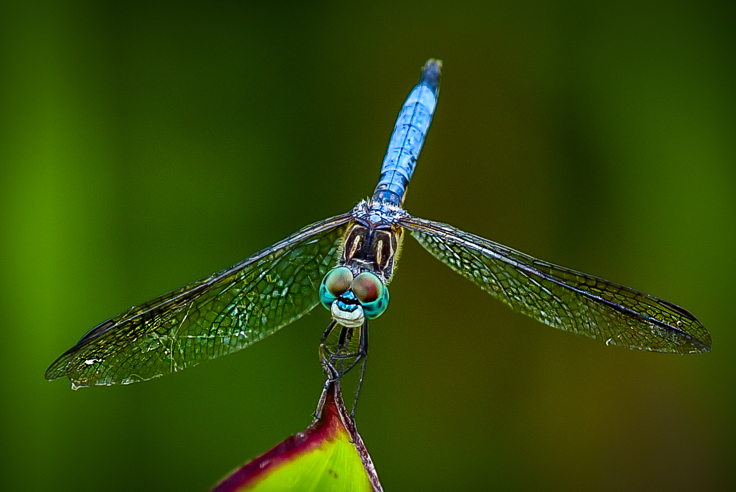 Dragon Fly