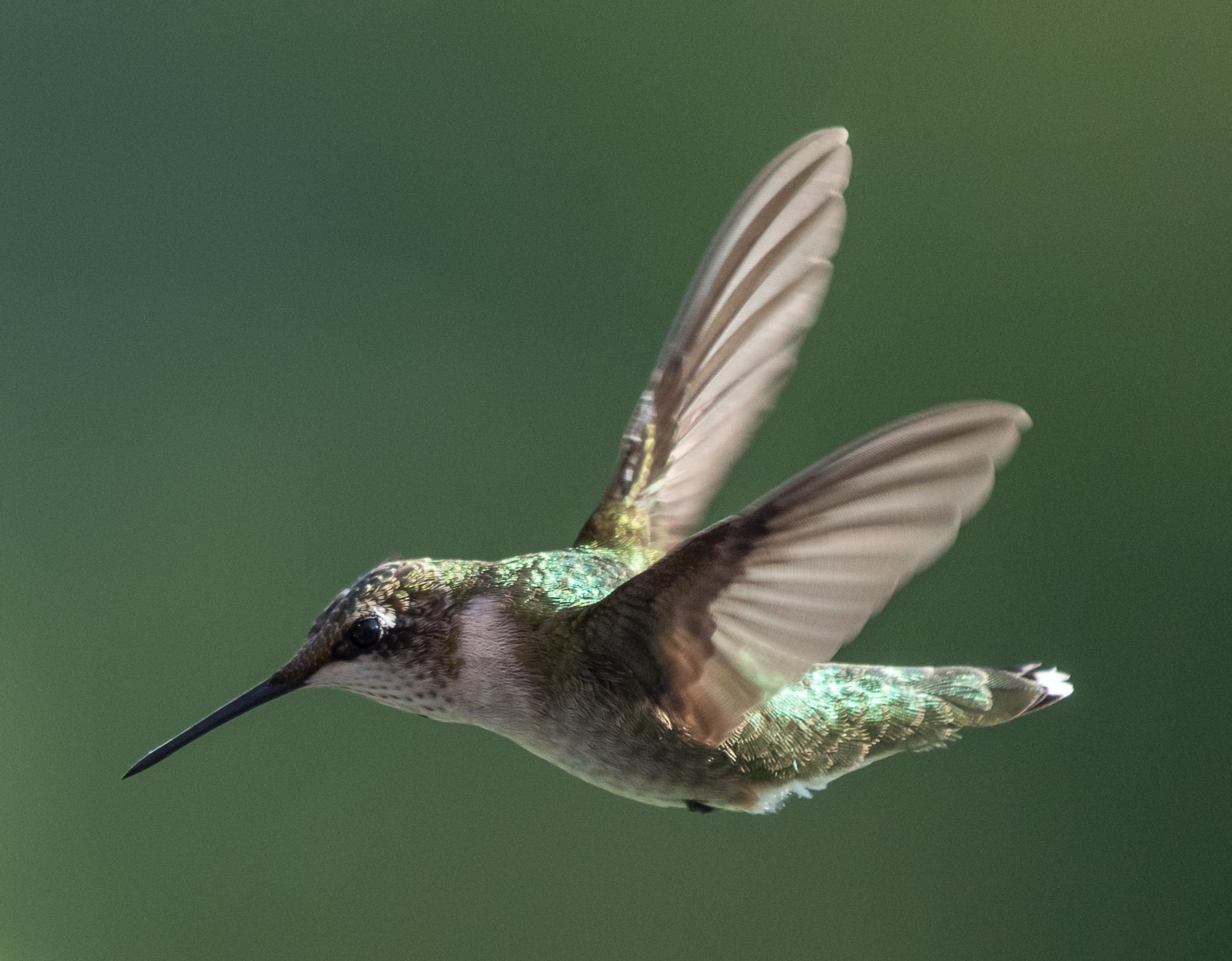 Frozen In Mid Air