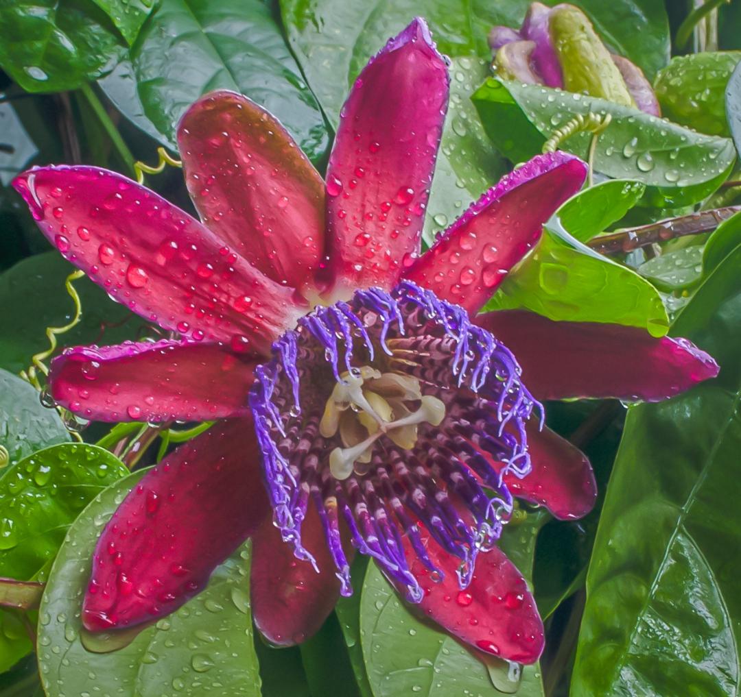 In the Pouring Rain