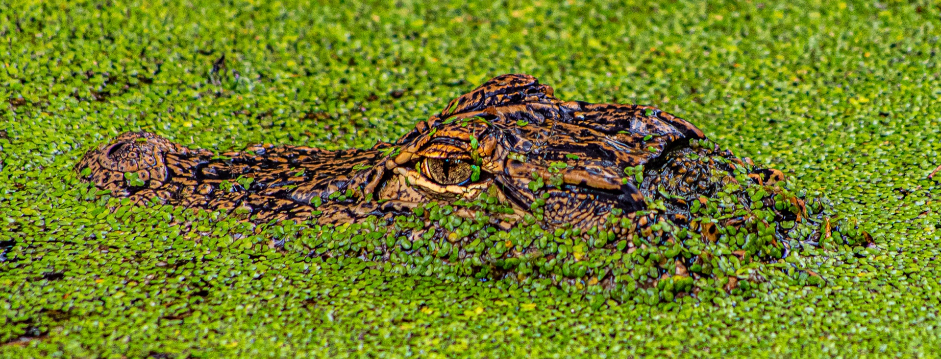 gator hide and seek