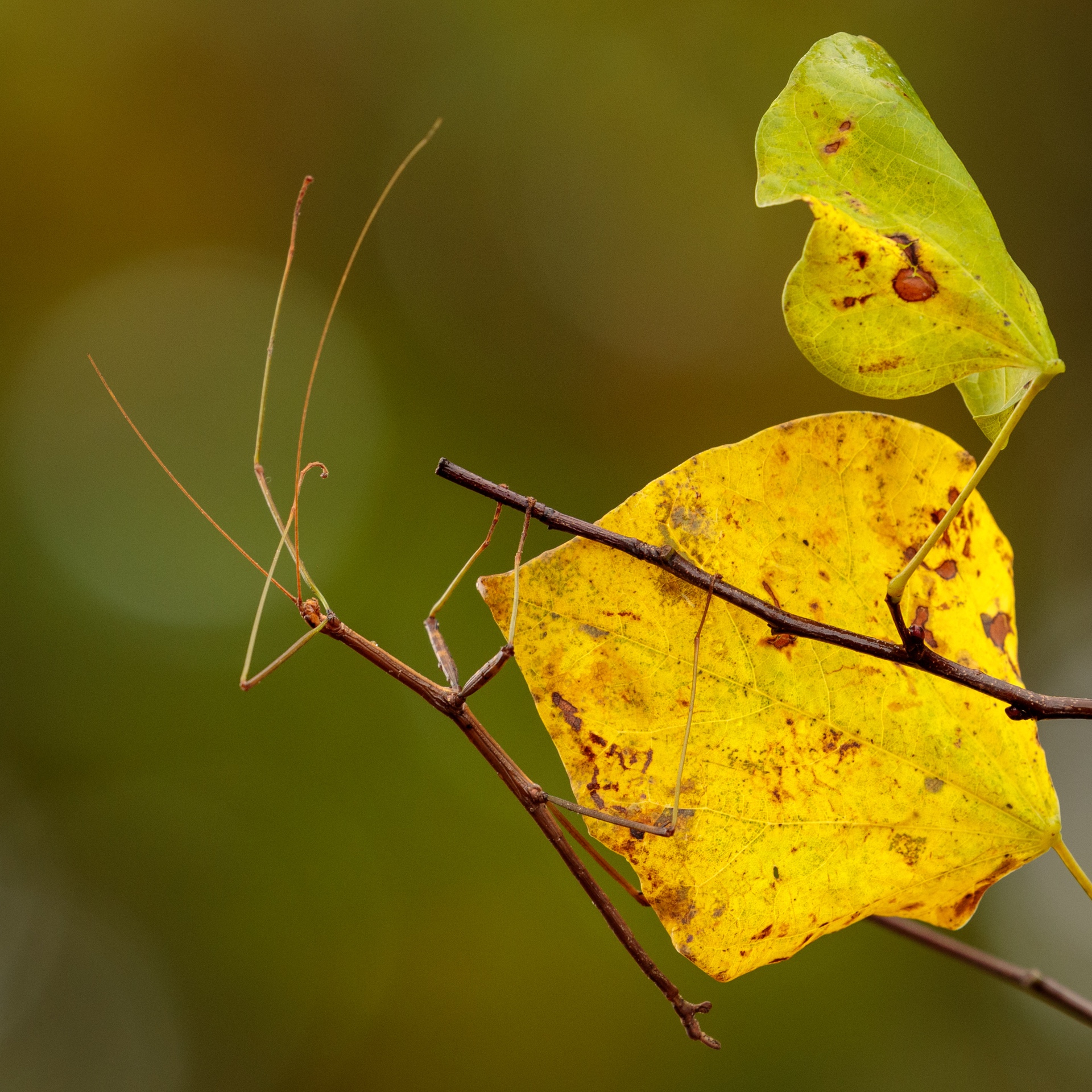 Stick Bug