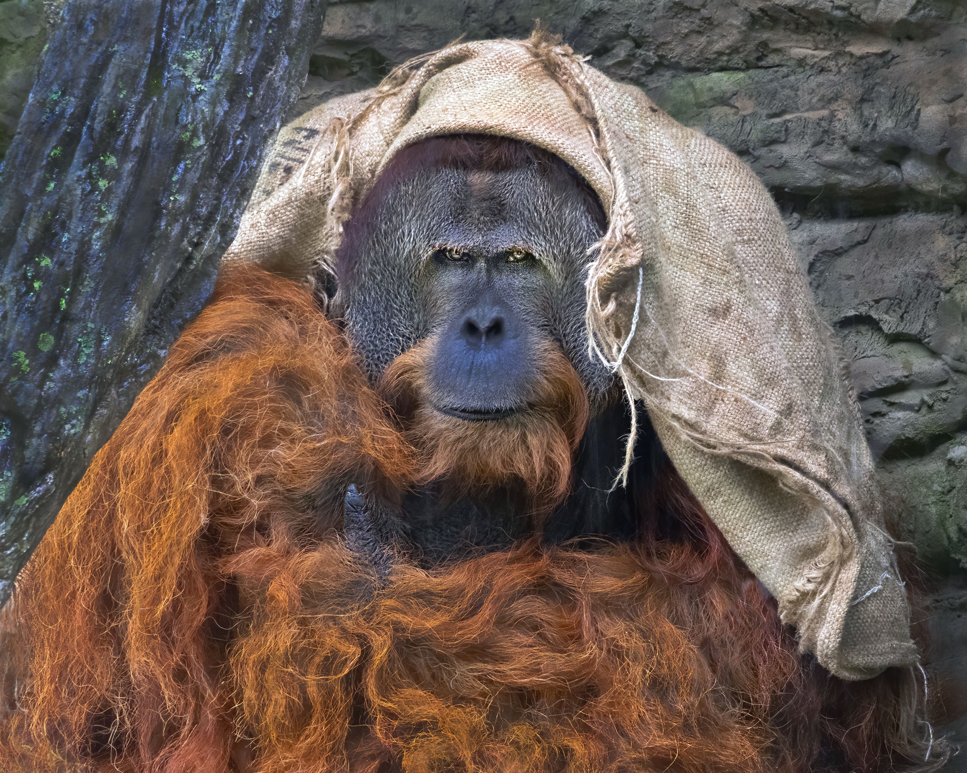 Bad Hair Day