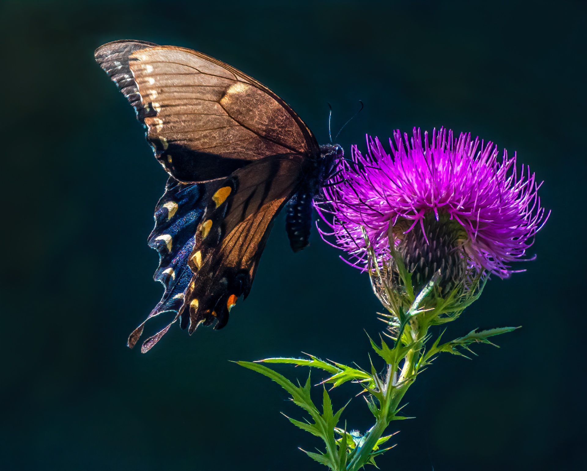 Pausing for an Morning Drink-gigapixel-scale-0_50x