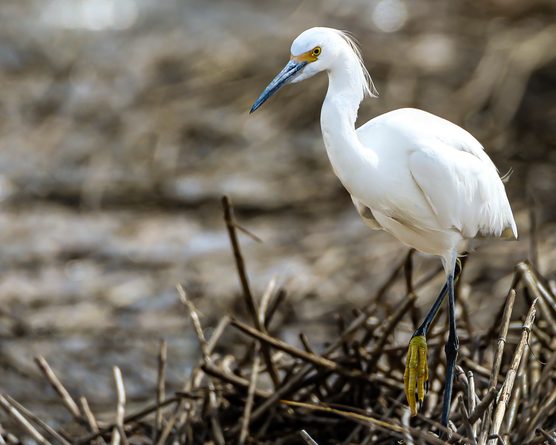 Egret