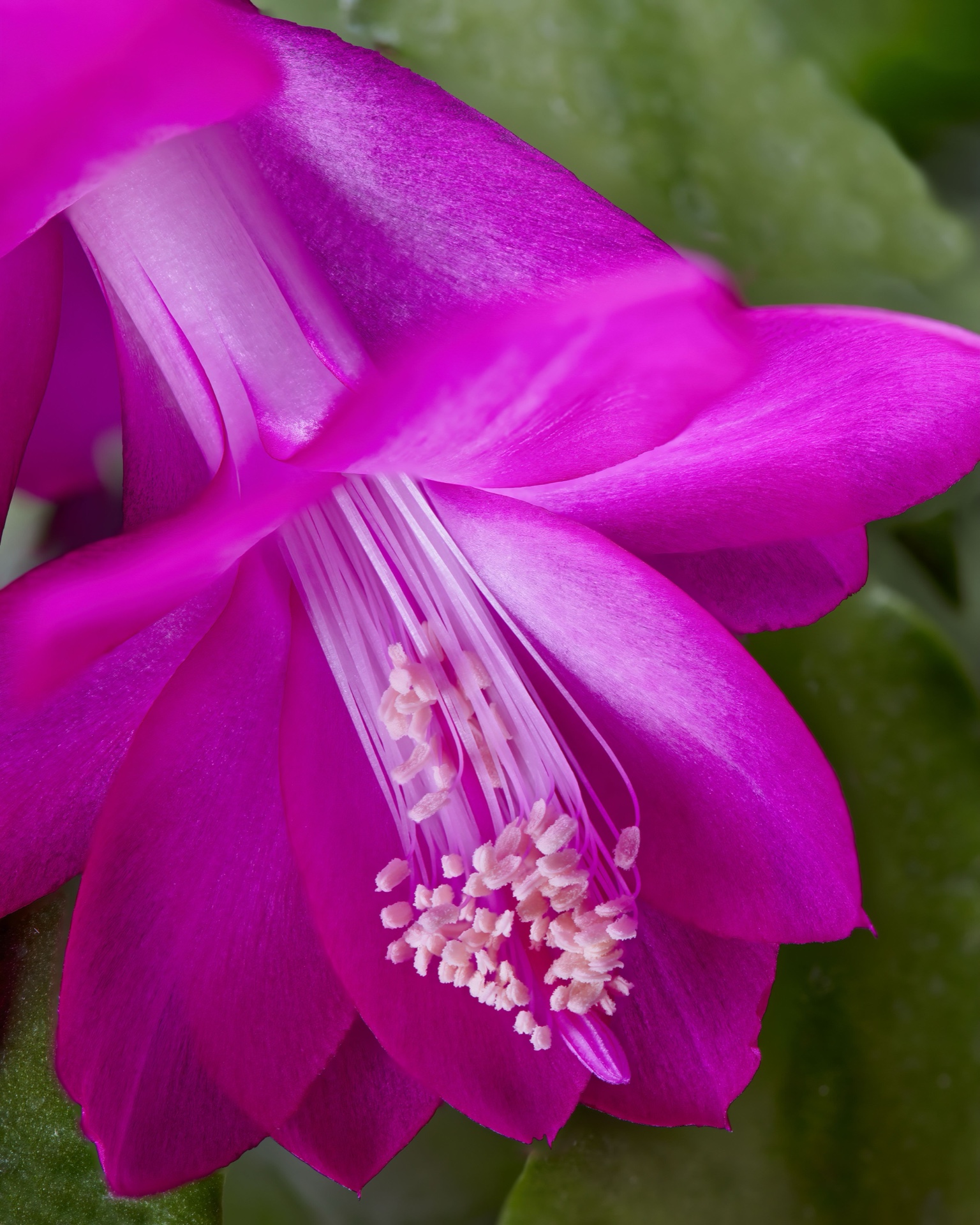 Christmas Cactus