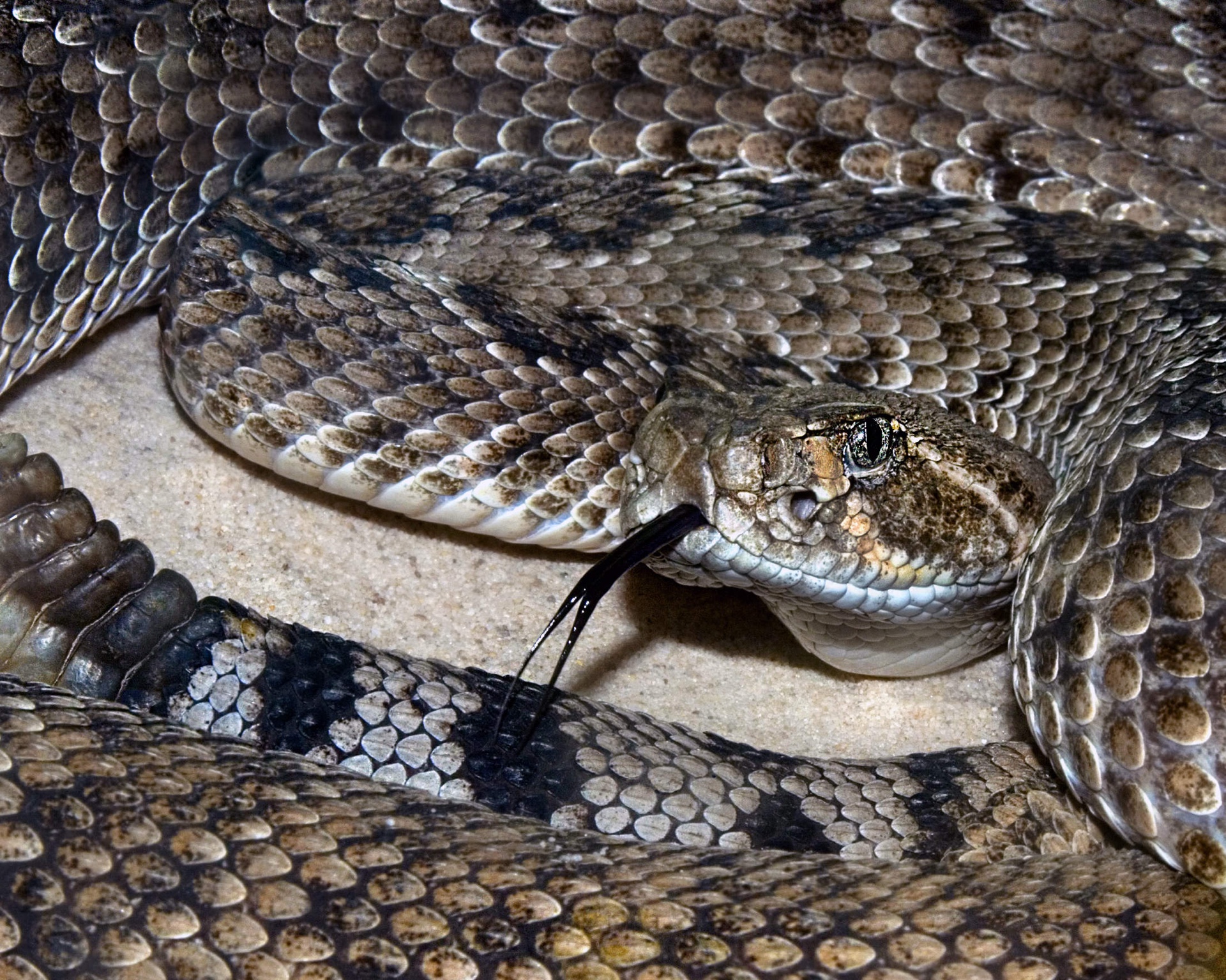Agitated Rattler