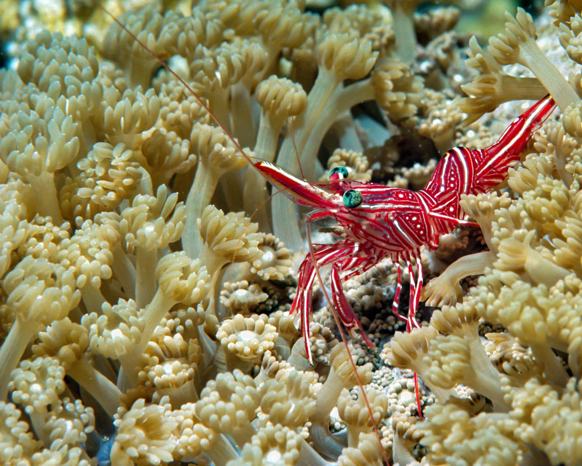 Shrimp On Coral