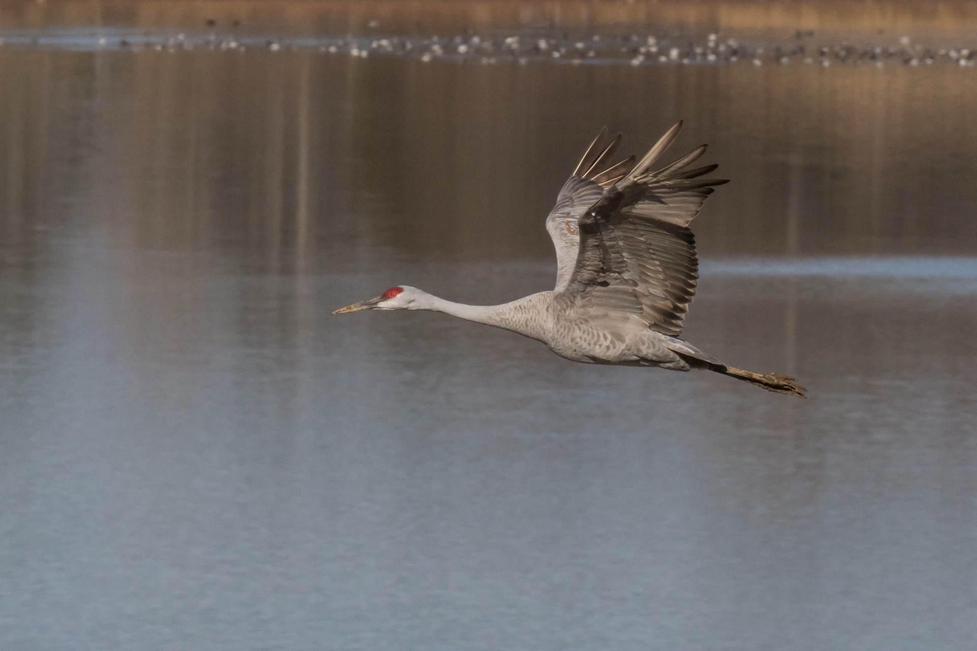 Sandhill Crane