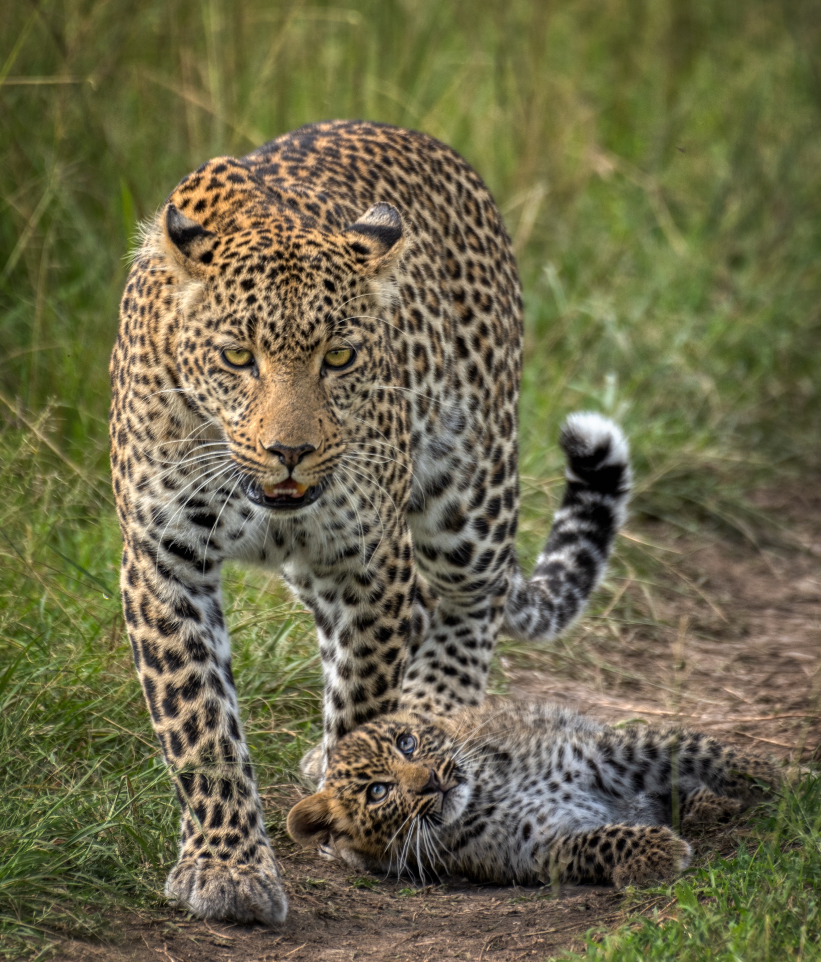 Fig and her Cub on the Prowl