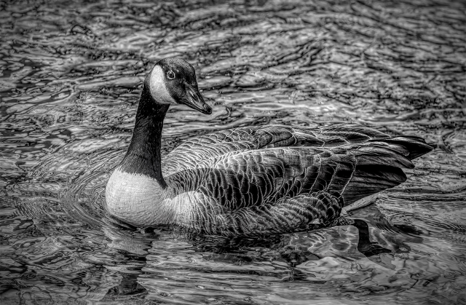Study in Black and White