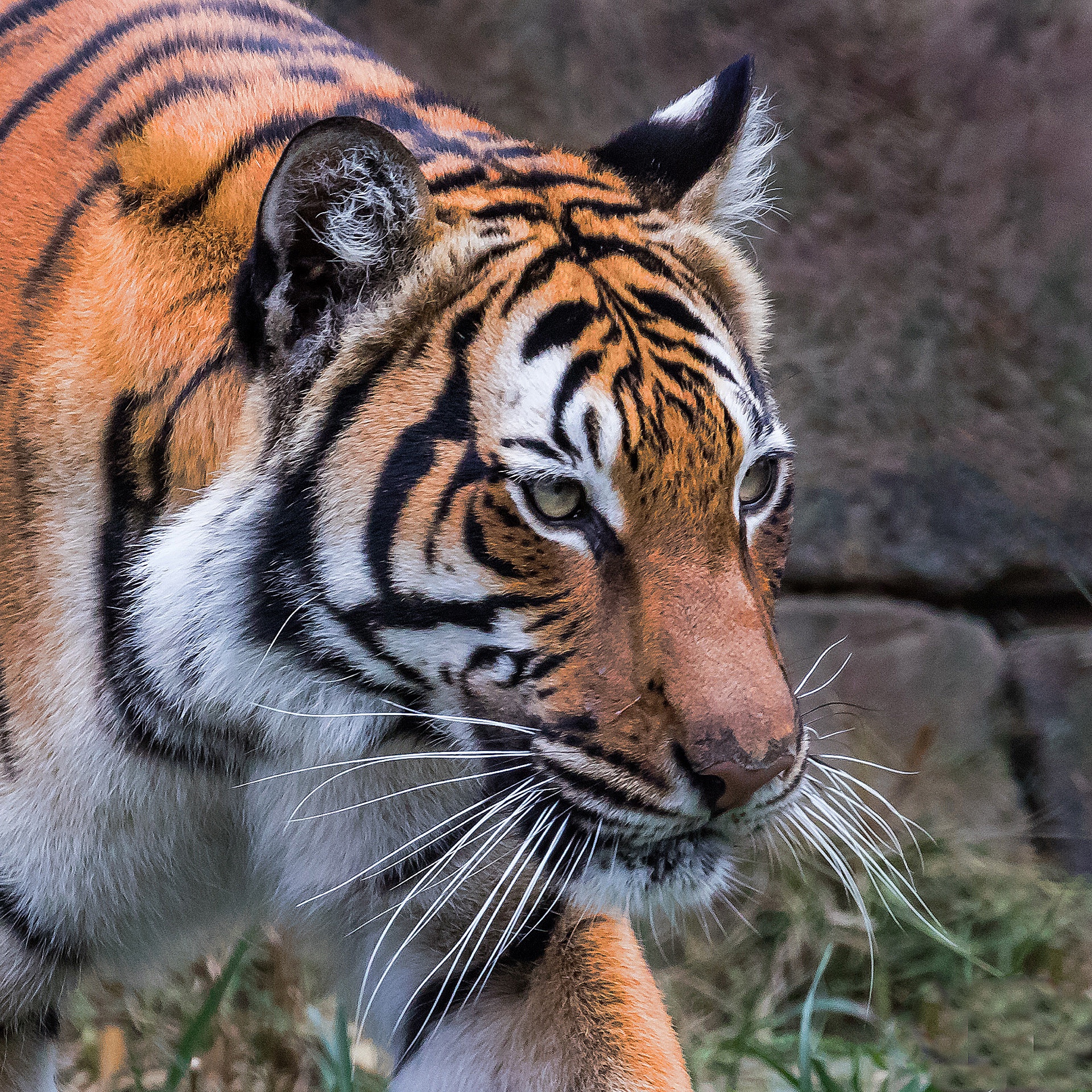 Prowling Tiger