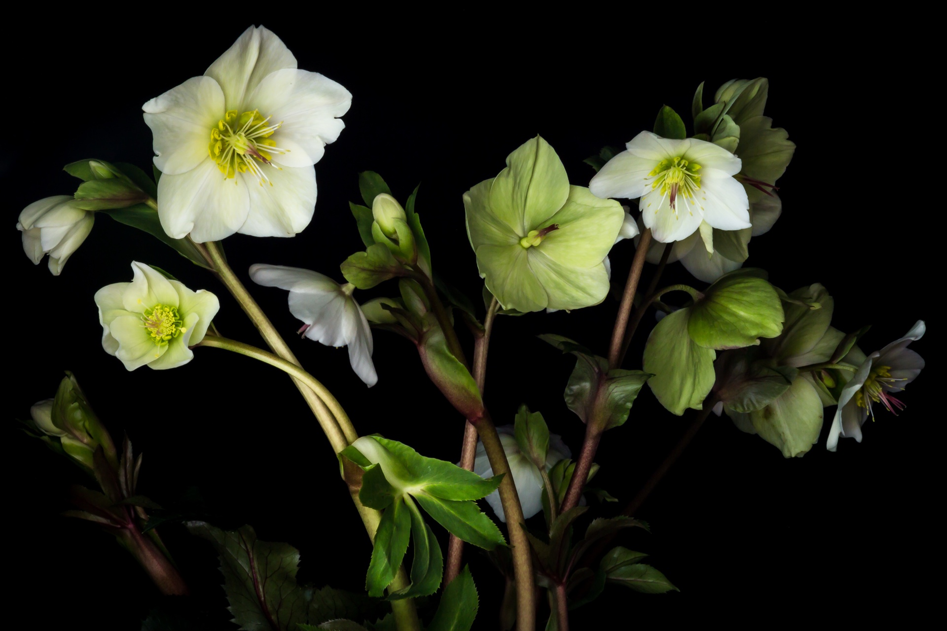 Helleborus Ice And Roses White-1