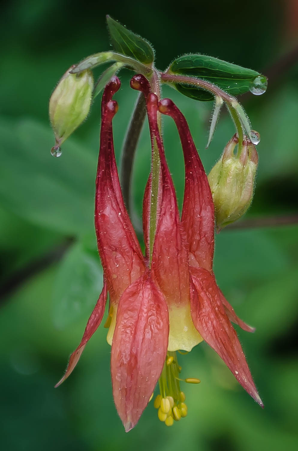 Columbine