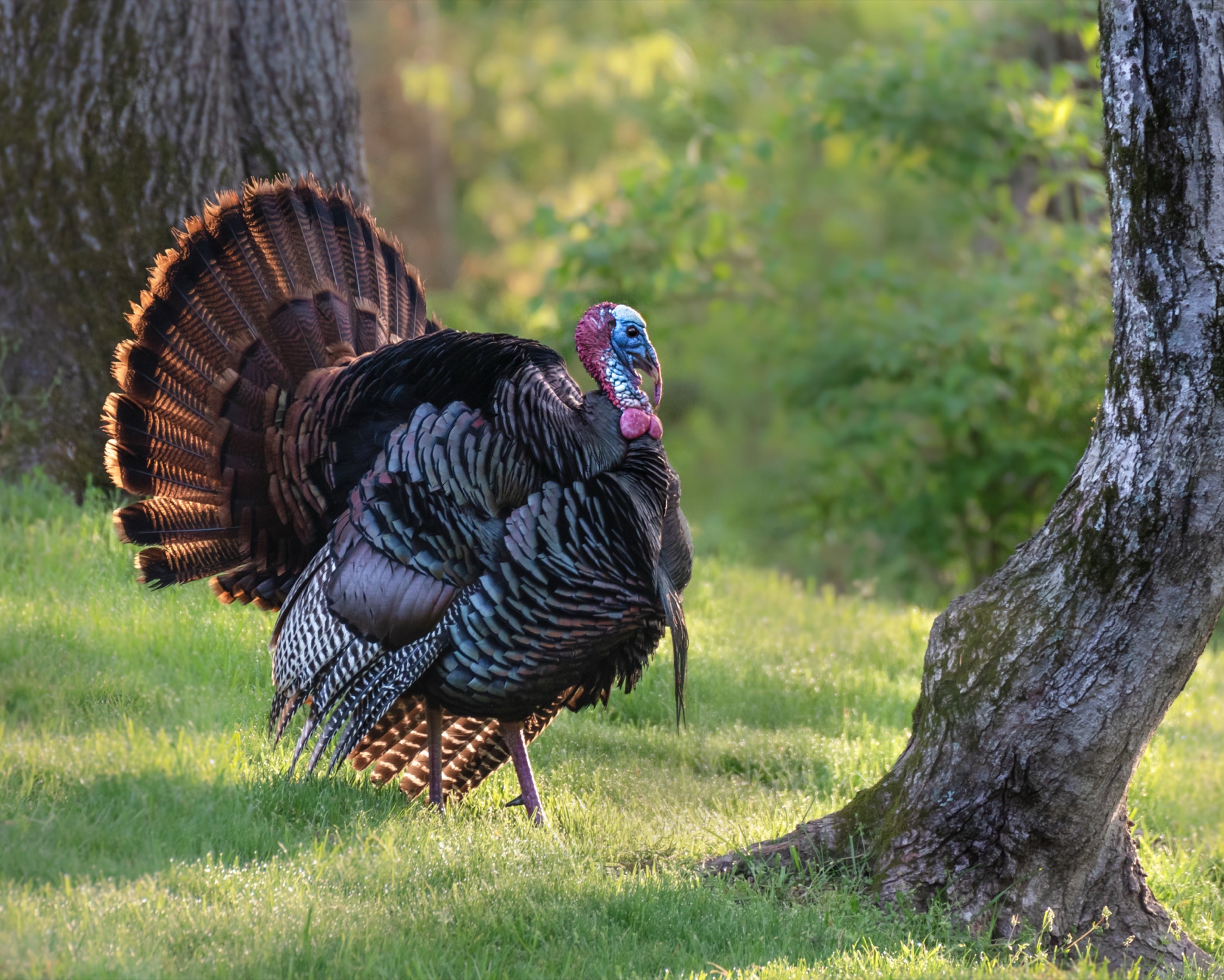 The Turkey Strut