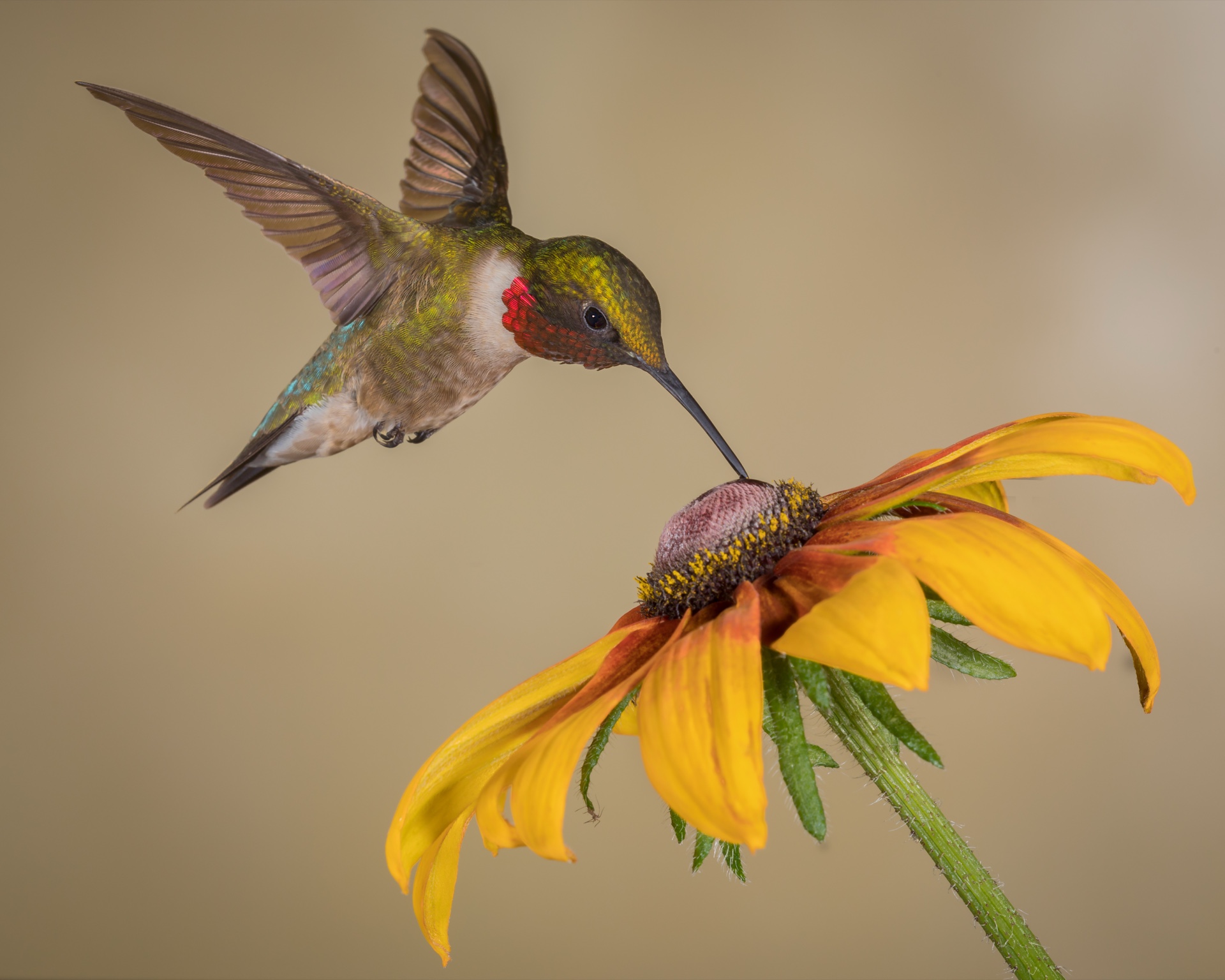 Ruby Throated Hummingbird